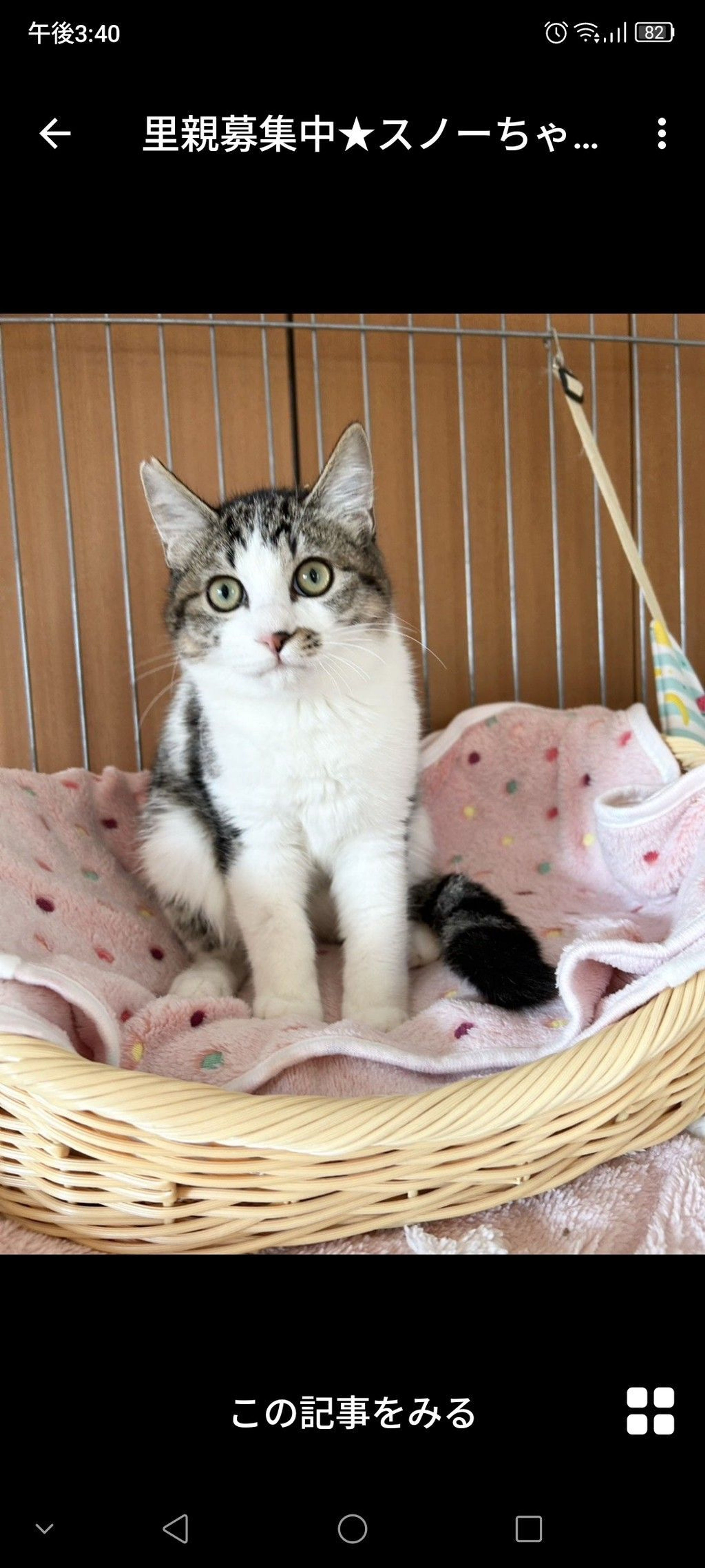 雑種（ミックス猫）・メスの里親募集の写真