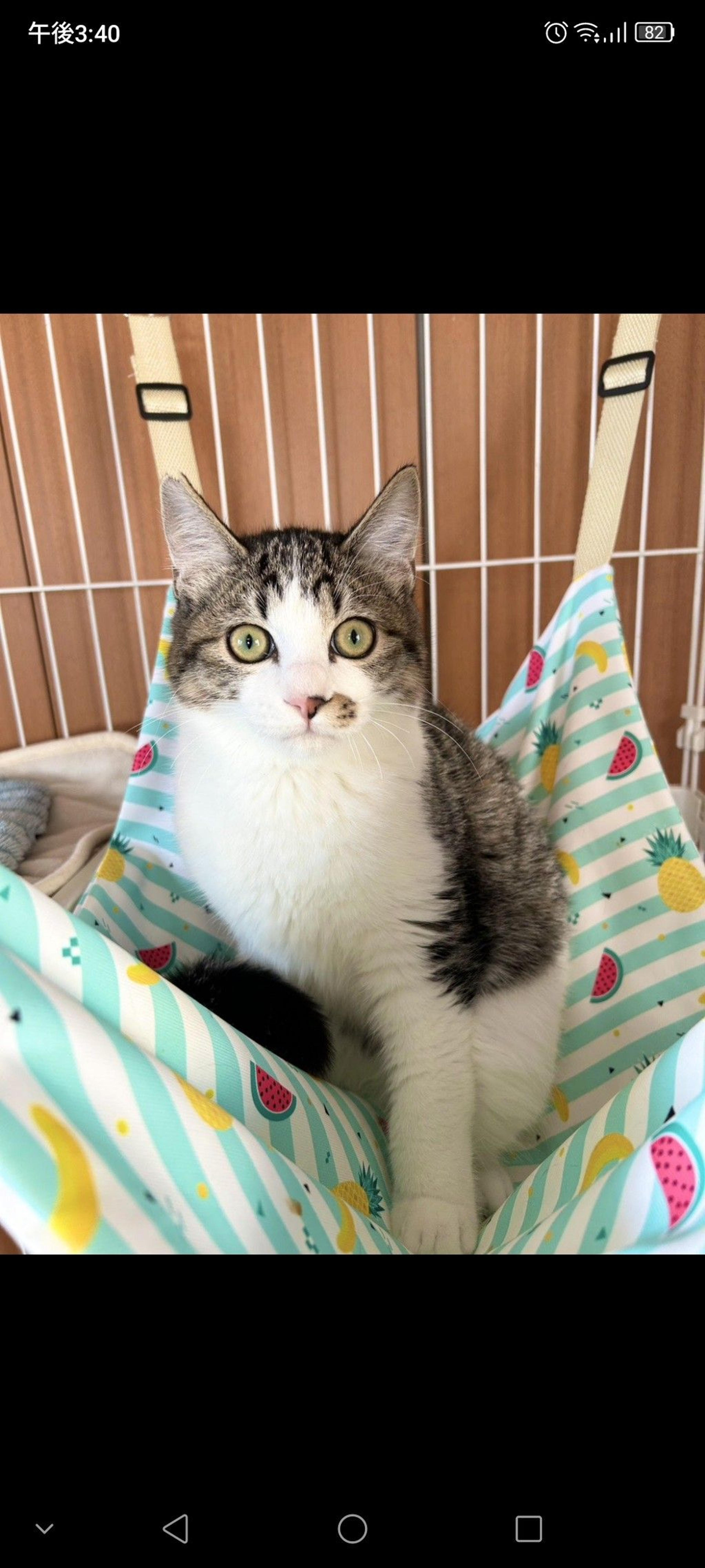 pet-image-3