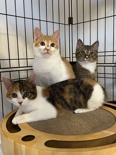 雑種（ミックス猫）・メスの里親募集の写真