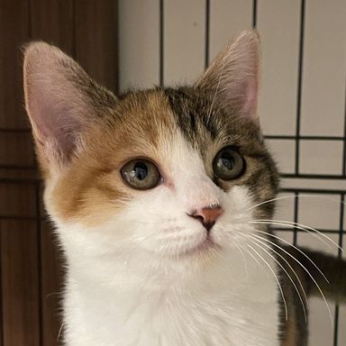 雑種（ミックス猫）・メスの里親募集の写真