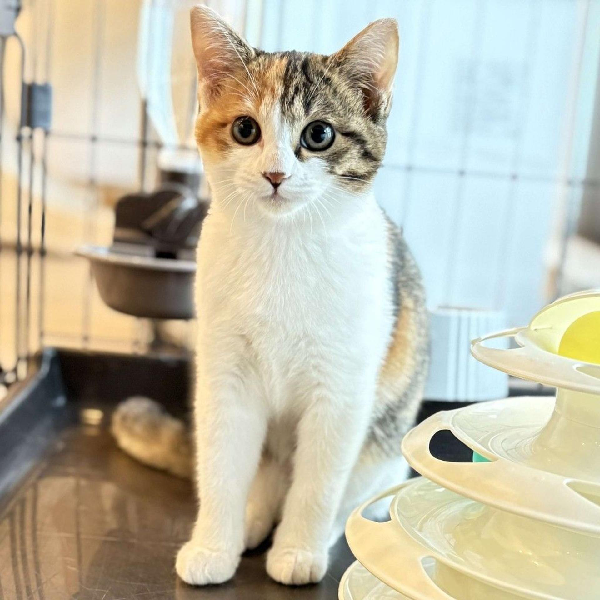 pet-image-2