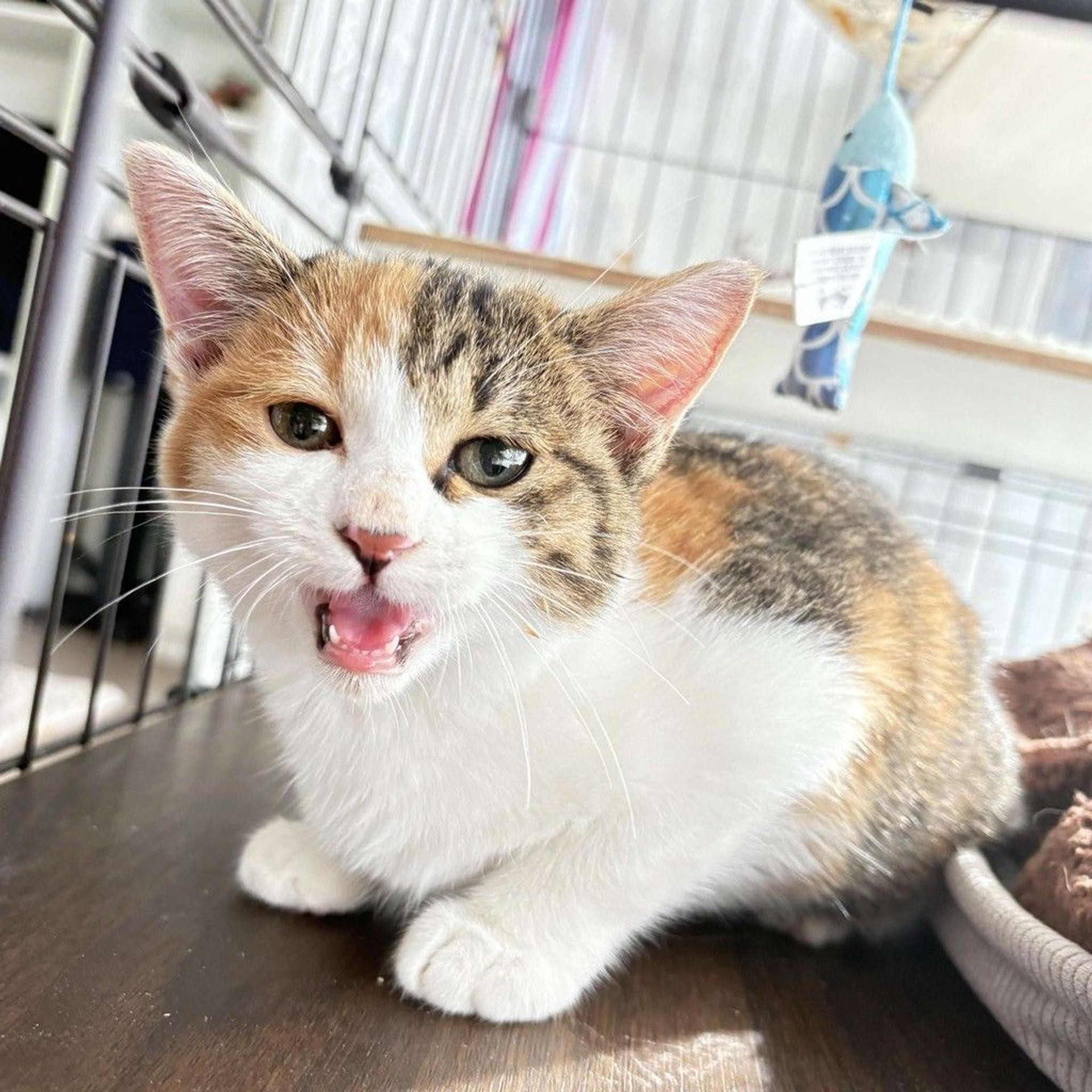 pet-image-3