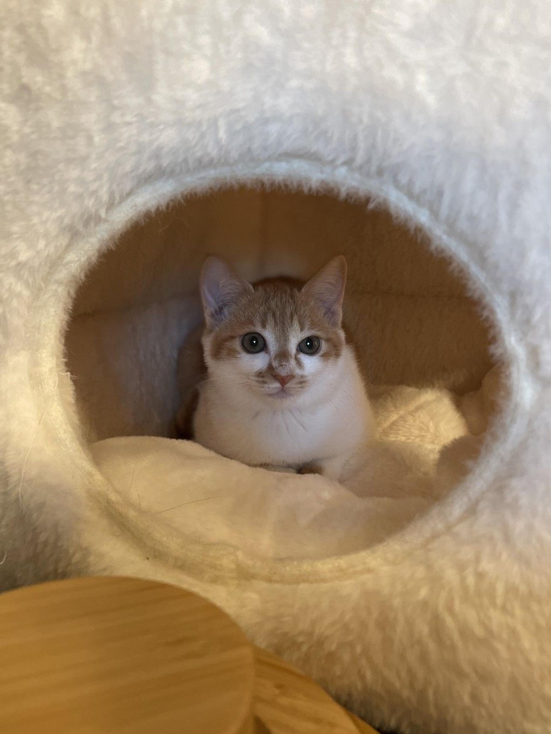 pet-image-8