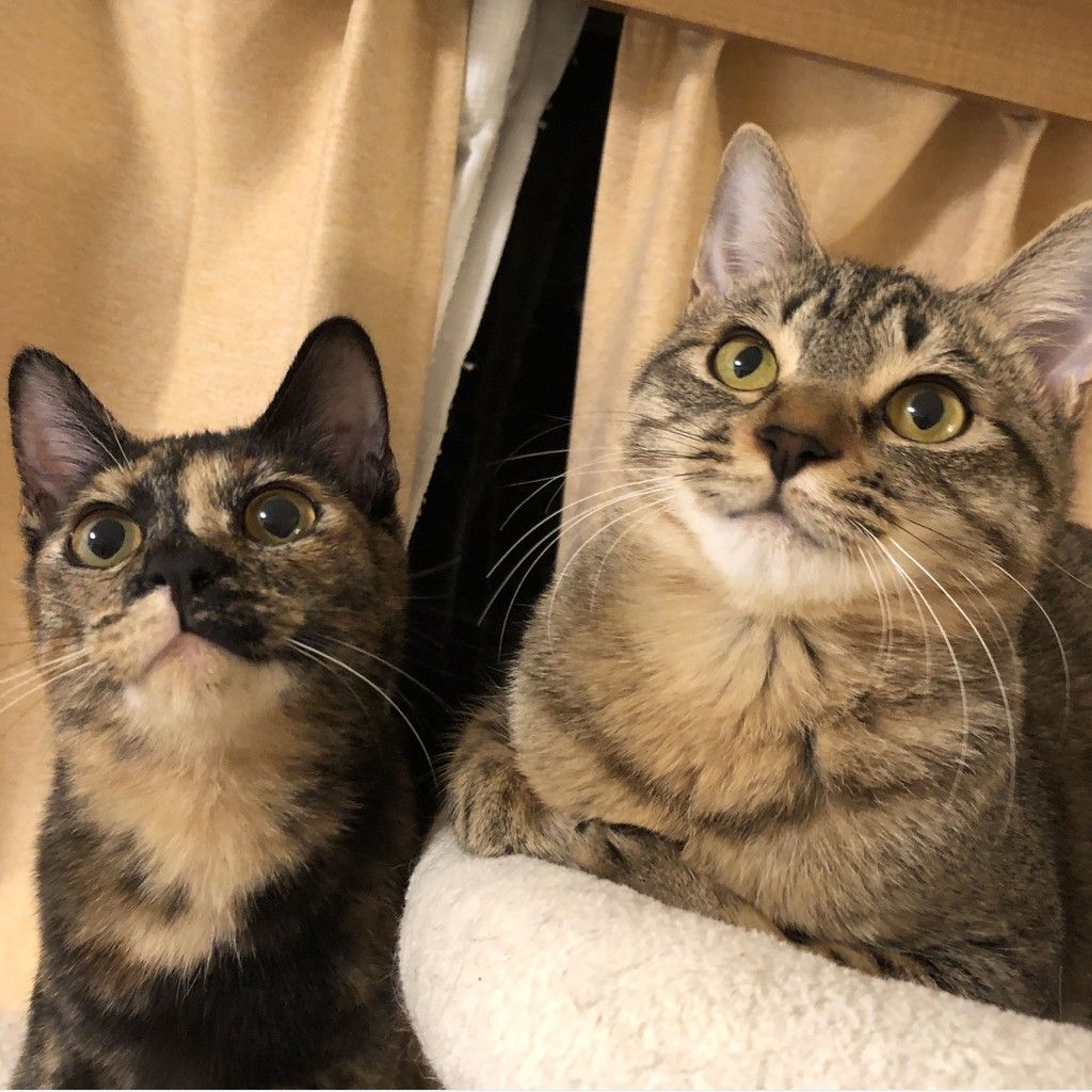 雑種（ミックス猫）・メスの里親募集の写真