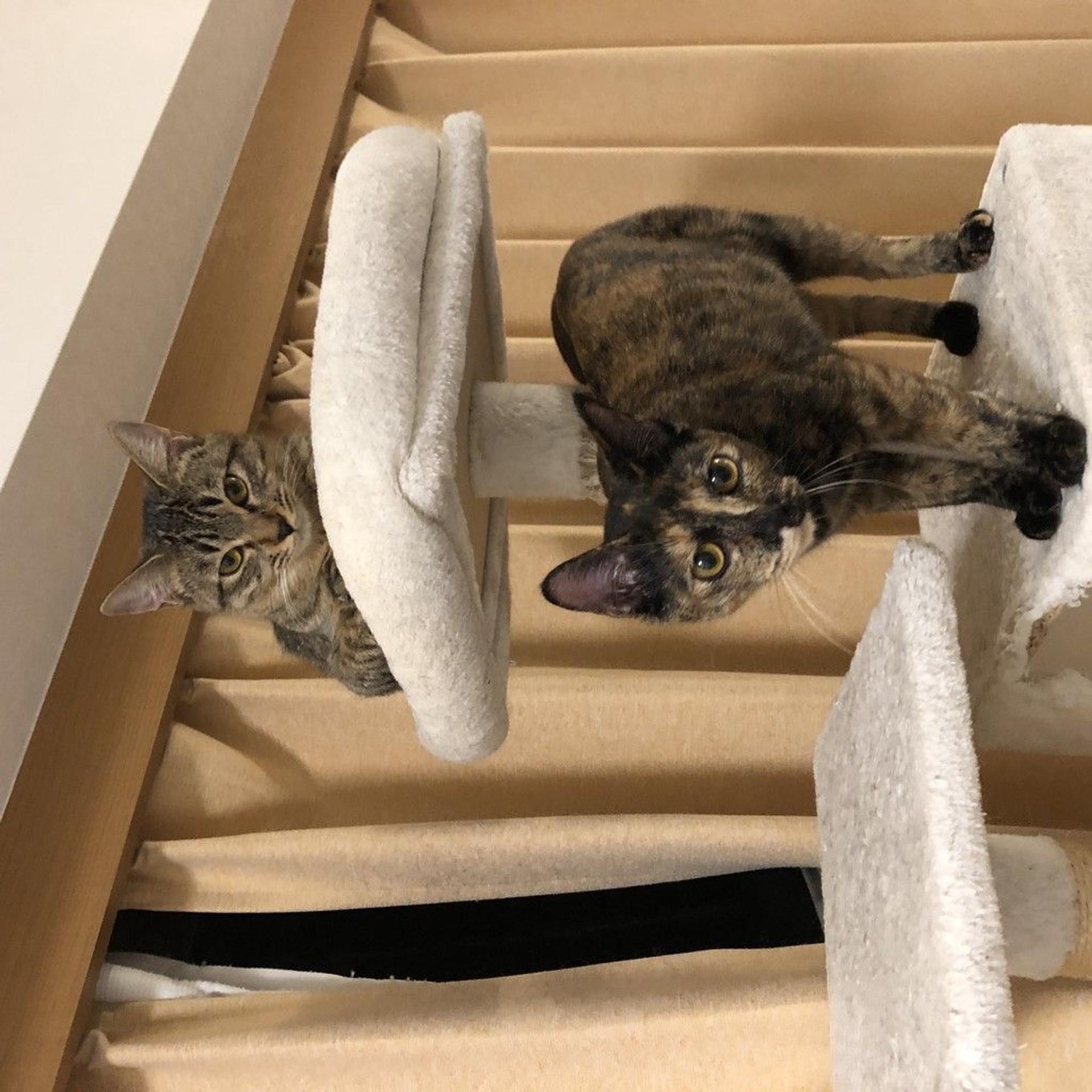 pet-image-4