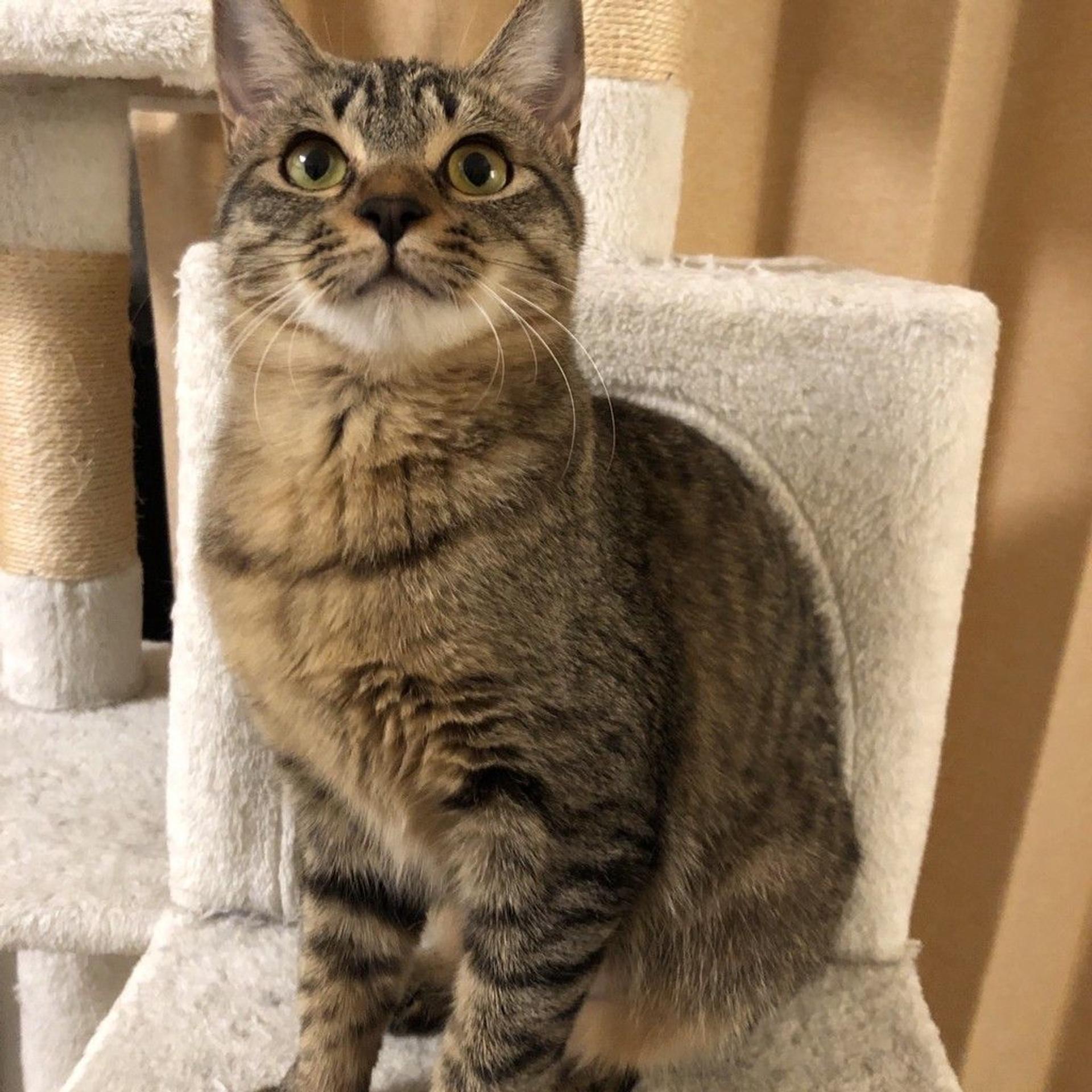 pet-image-6