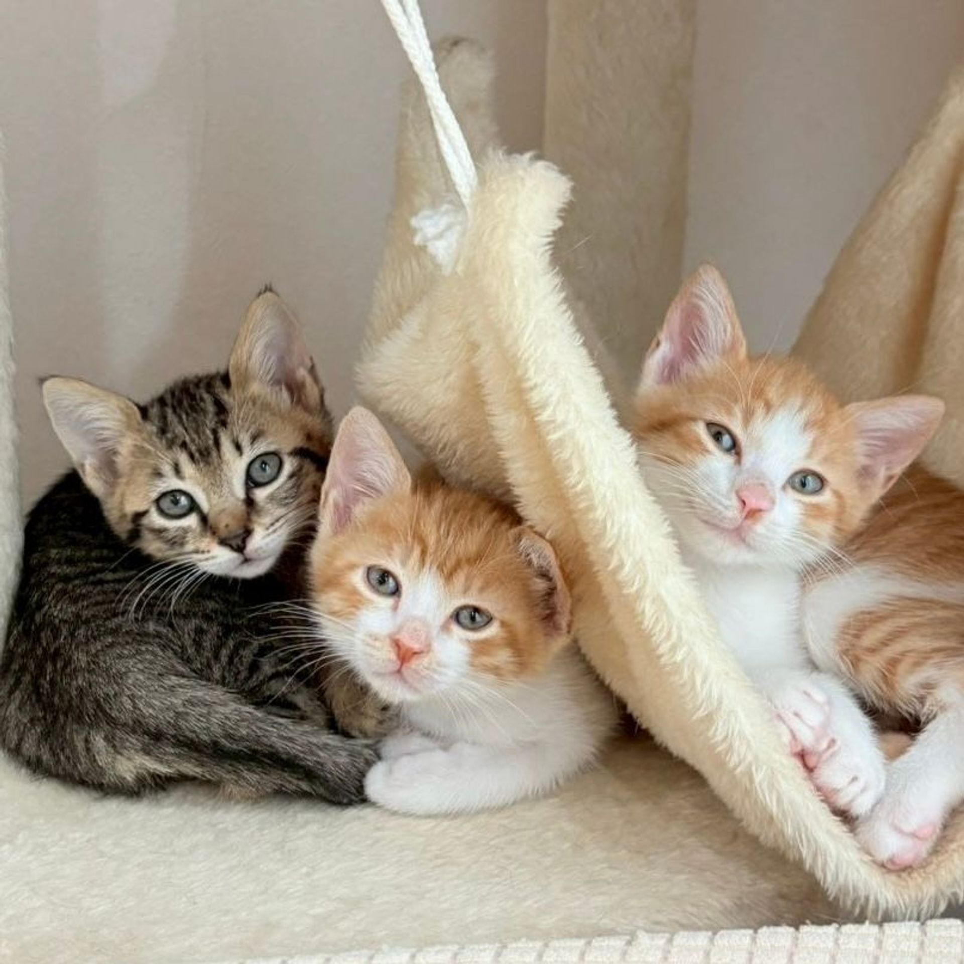 雑種（ミックス猫）・オスの里親募集の写真