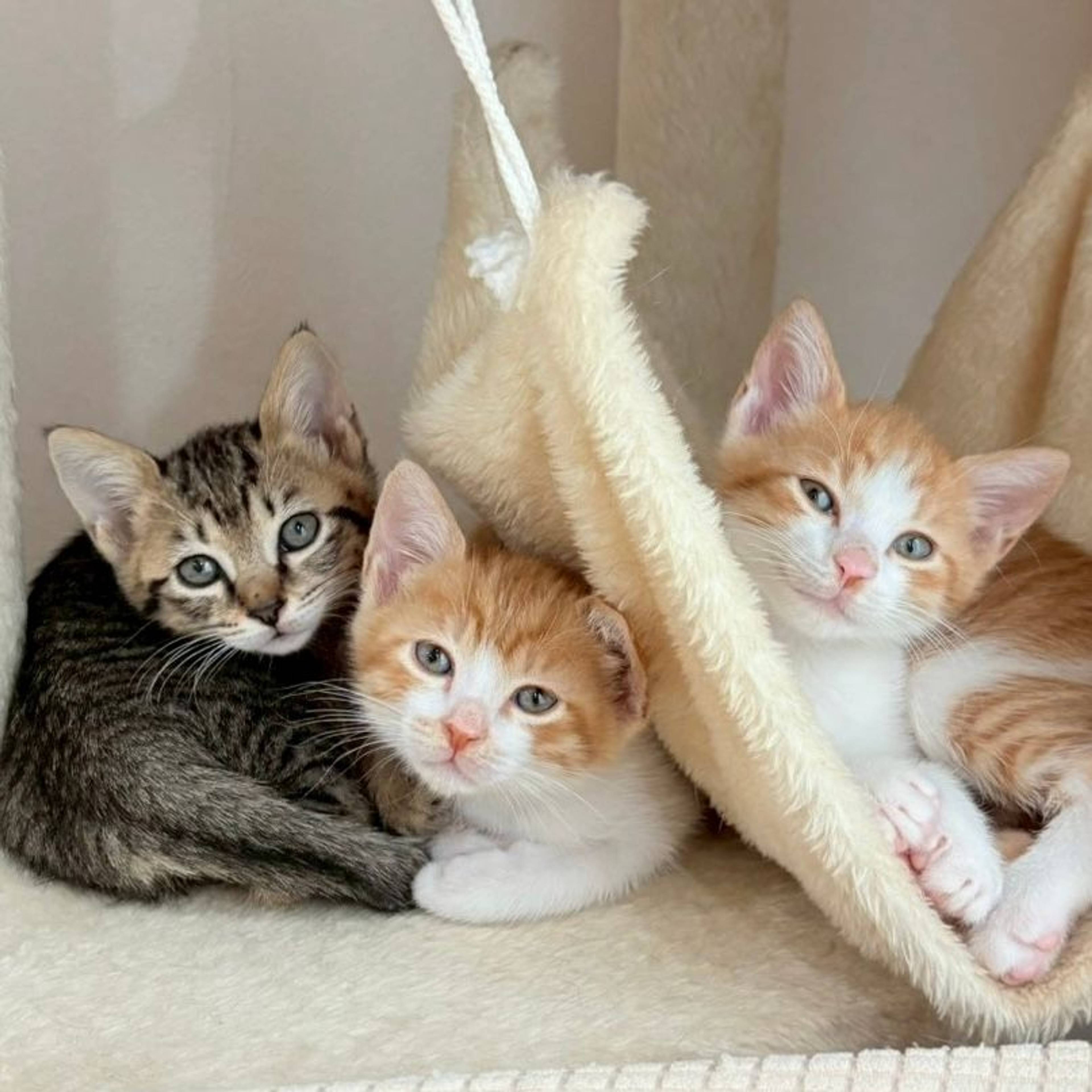 雑種（ミックス猫）・オスの里親募集の写真