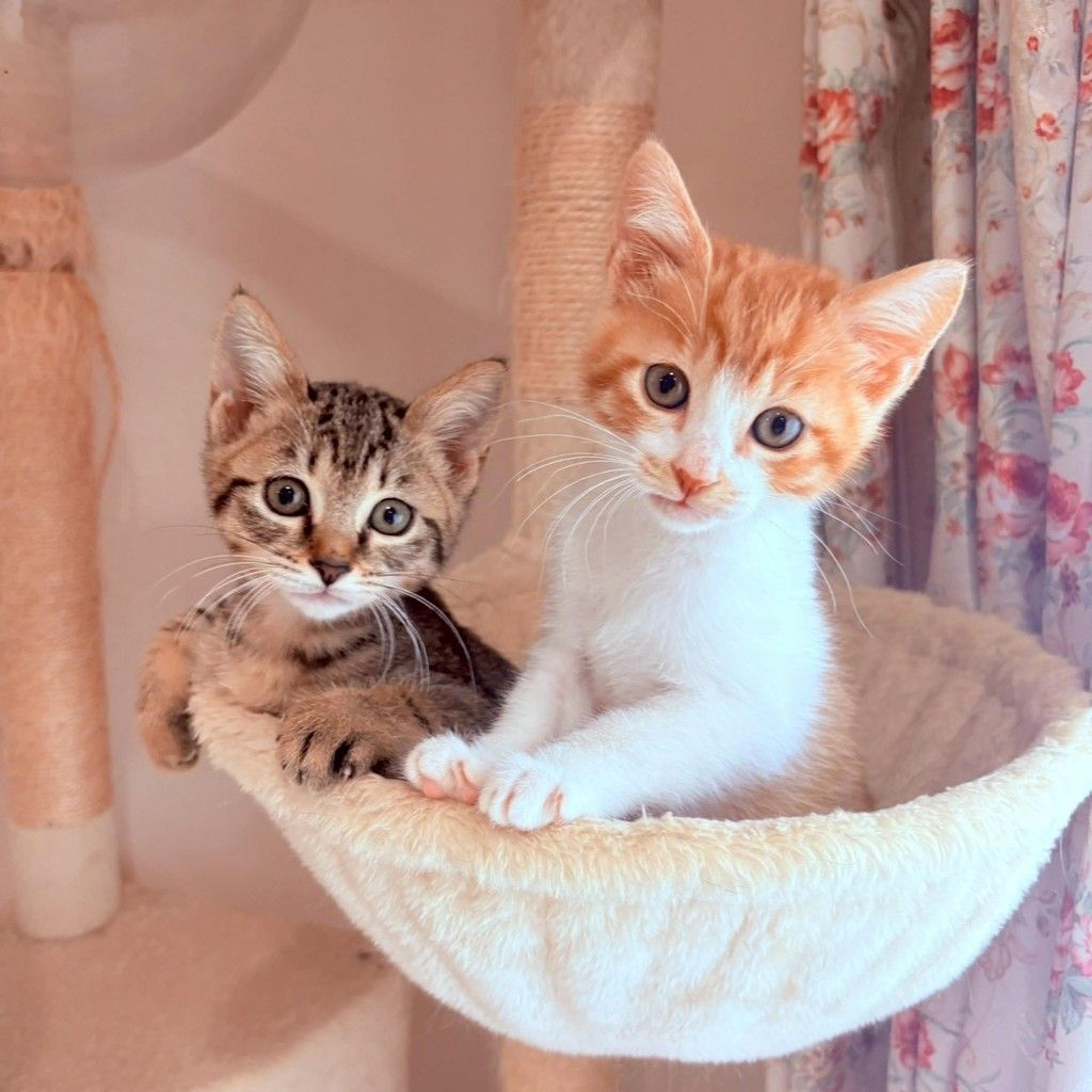 pet-image-3