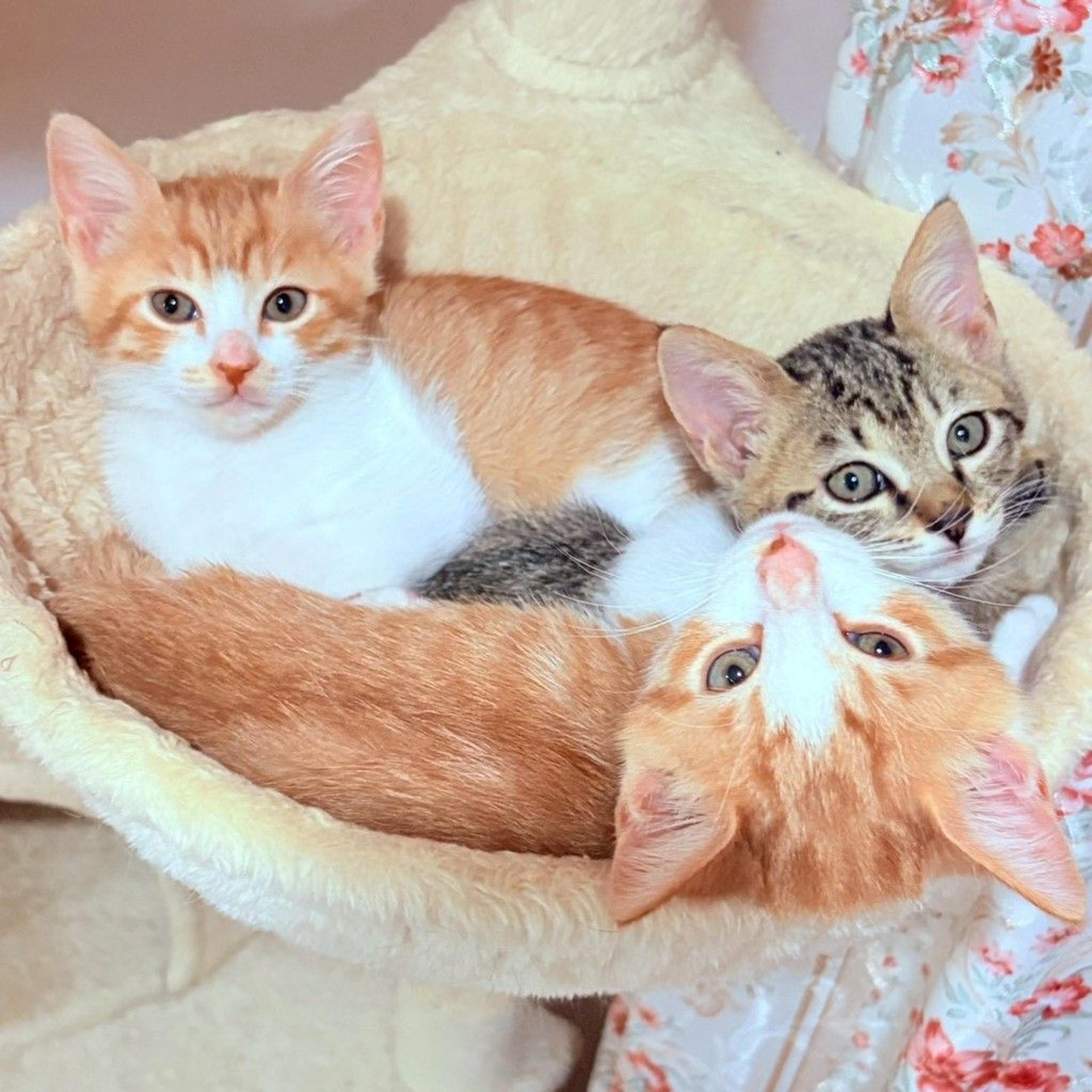 pet-image-4