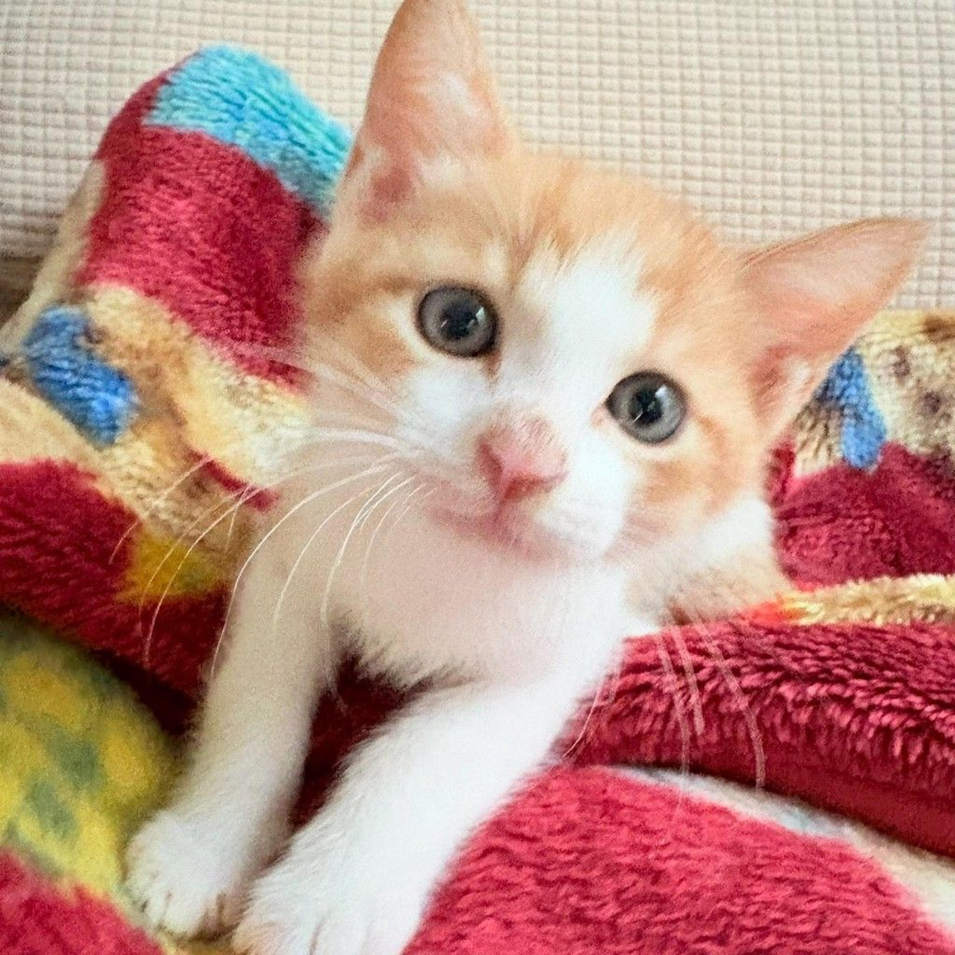 pet-image-5