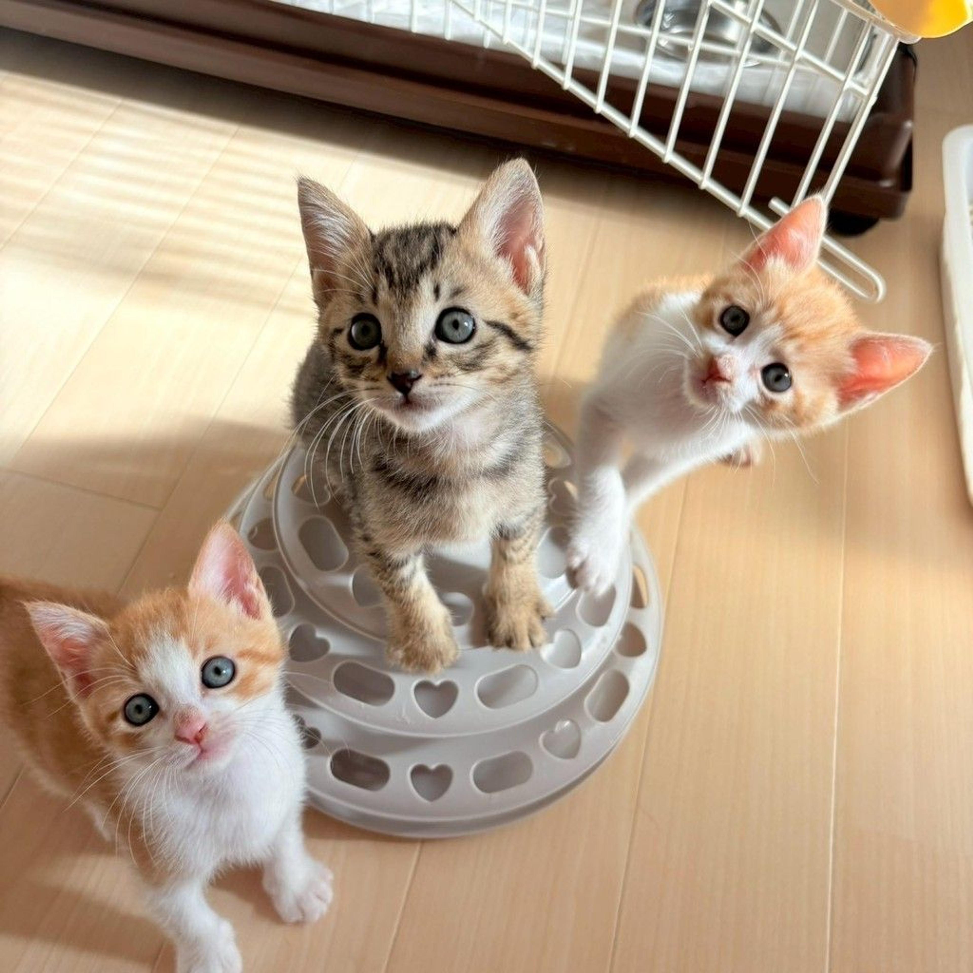 pet-image-6