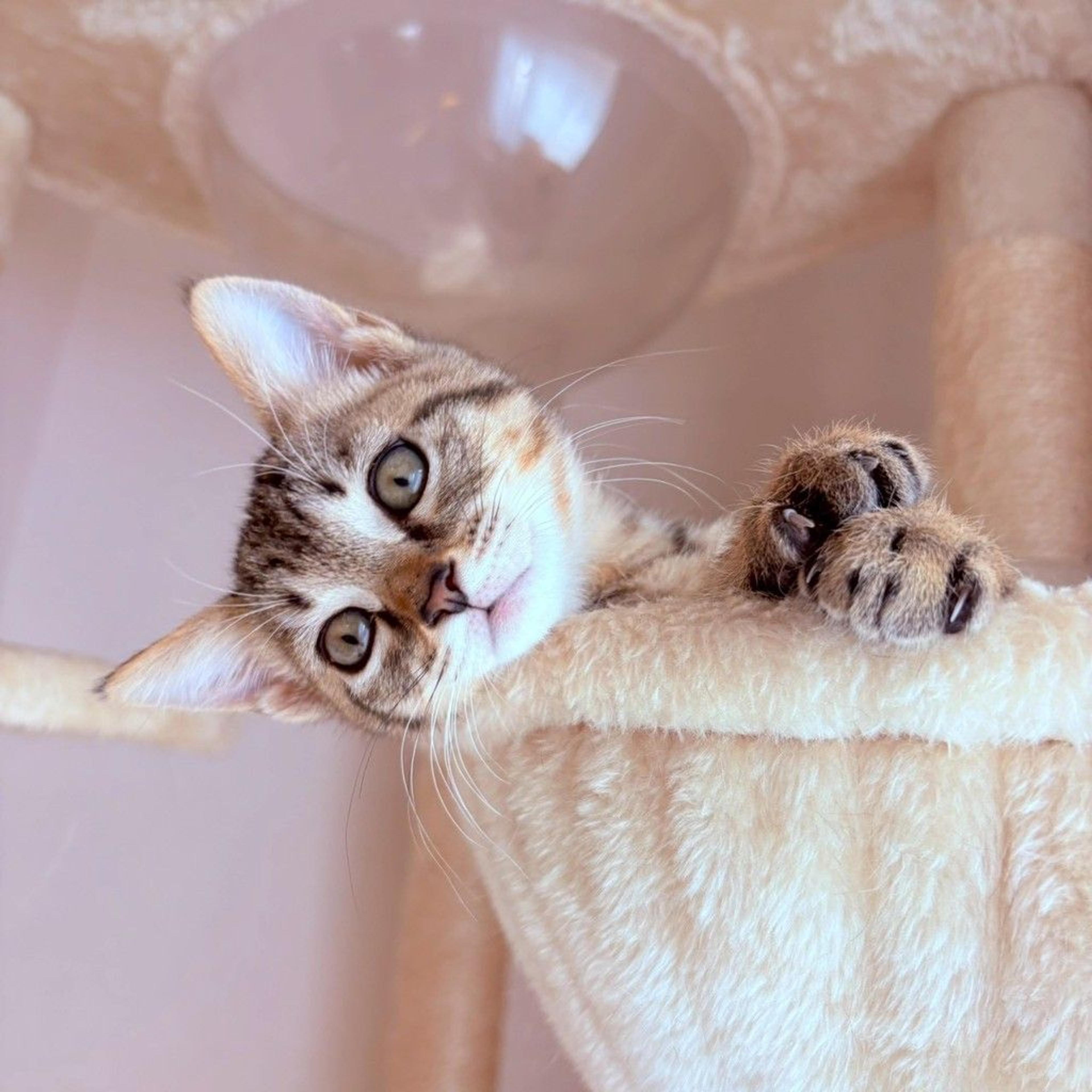 pet-image-7
