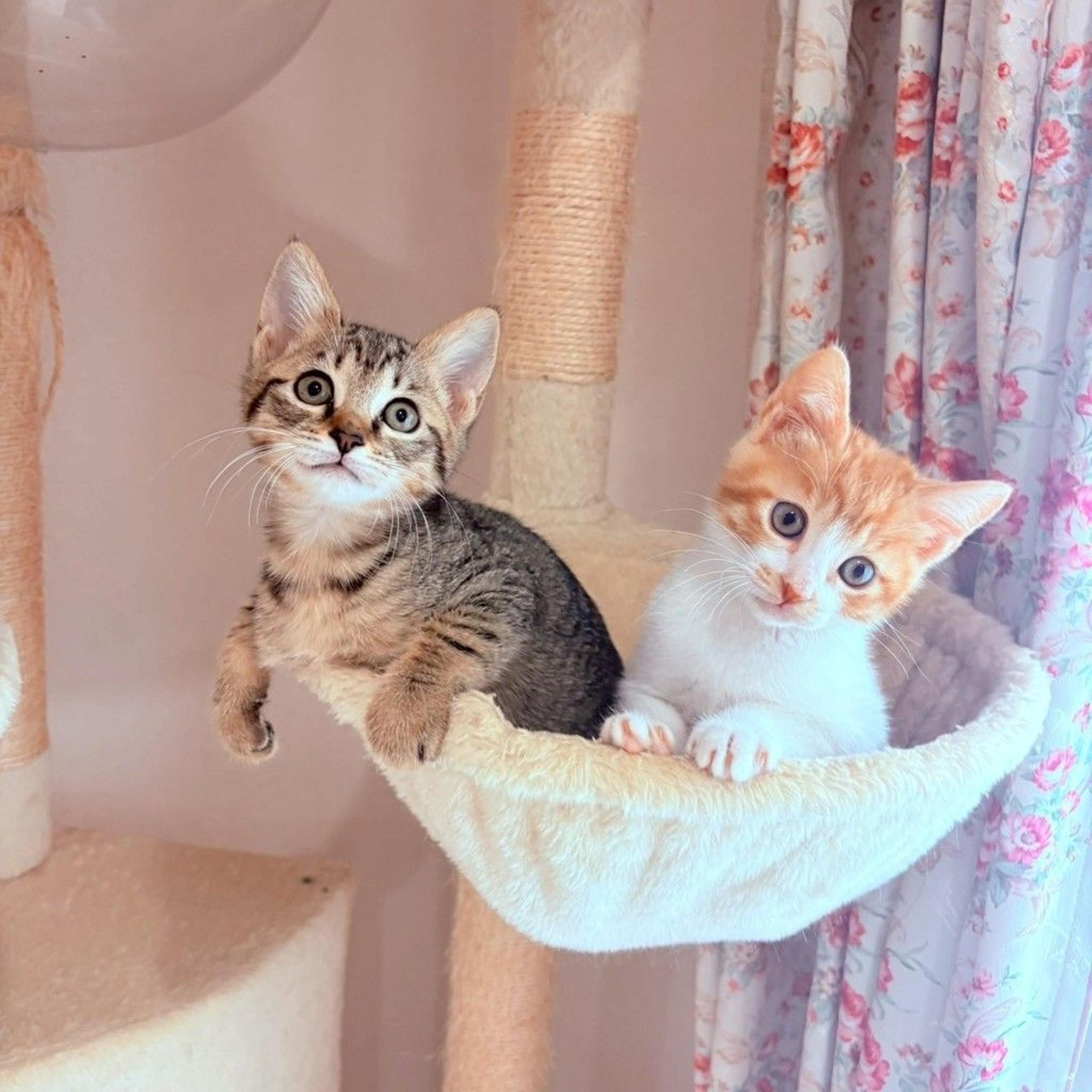 pet-image-8