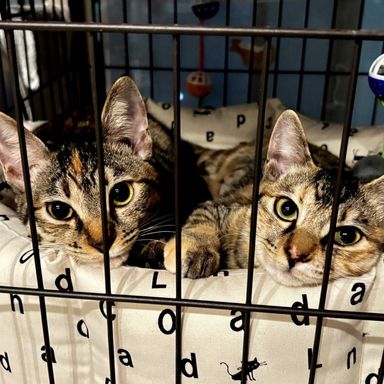 雑種（ミックス猫）・メスの里親募集の写真