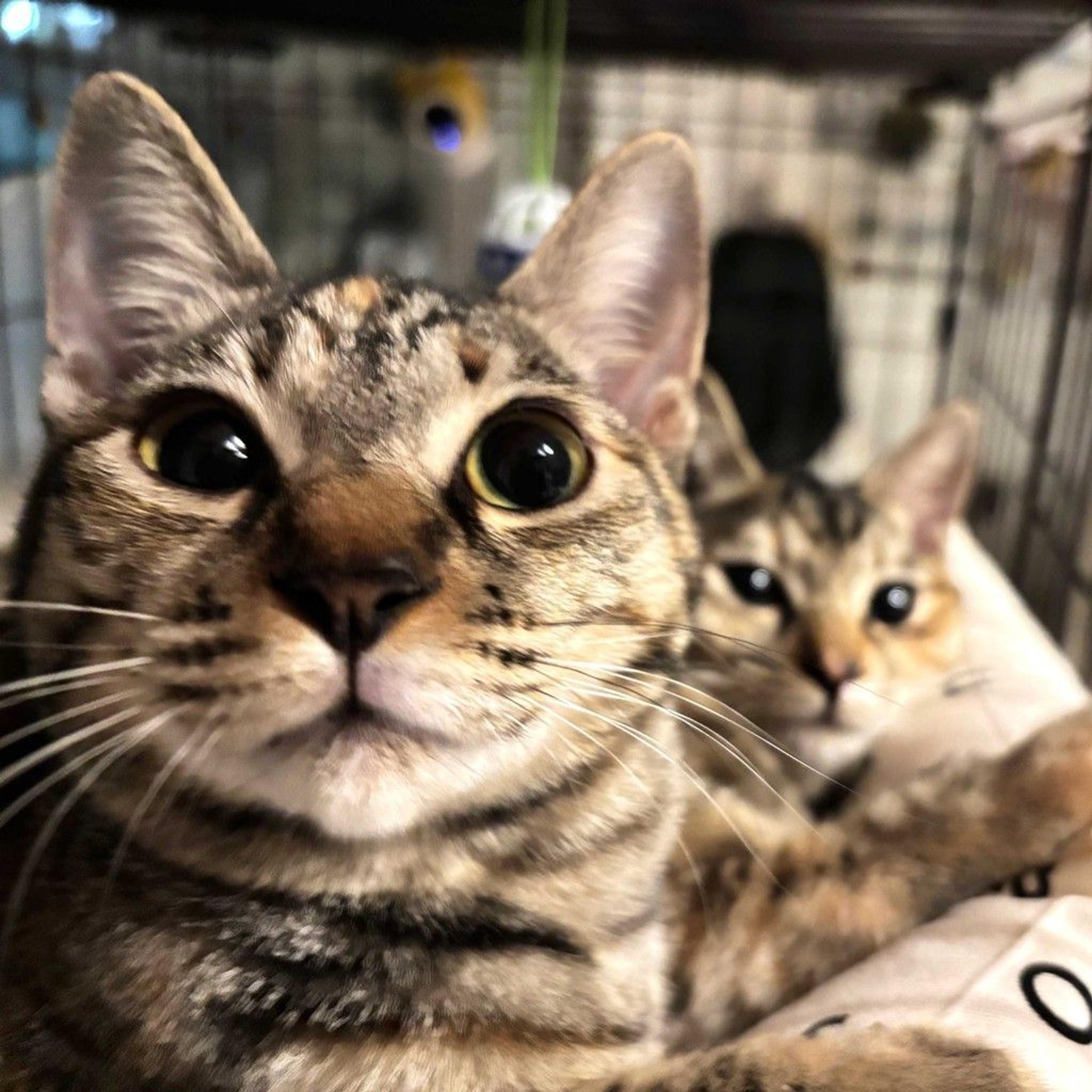 pet-image-2