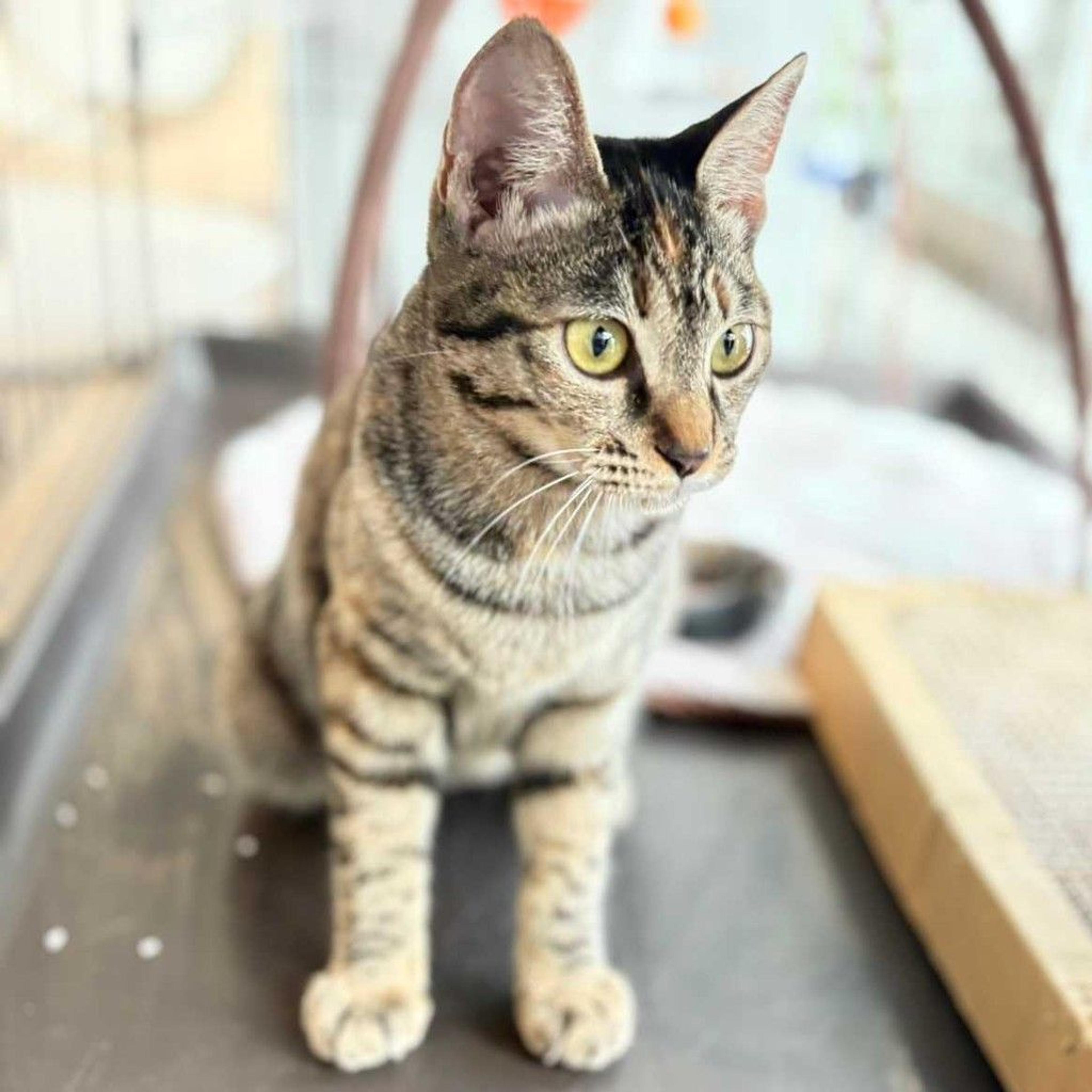 pet-image-3
