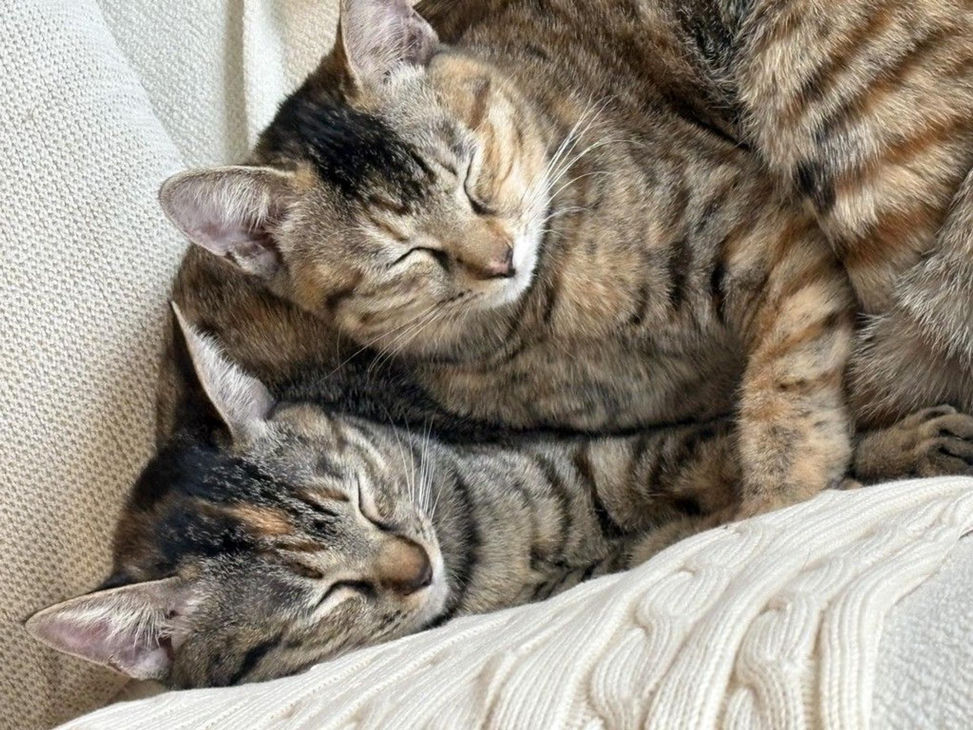 pet-image-4
