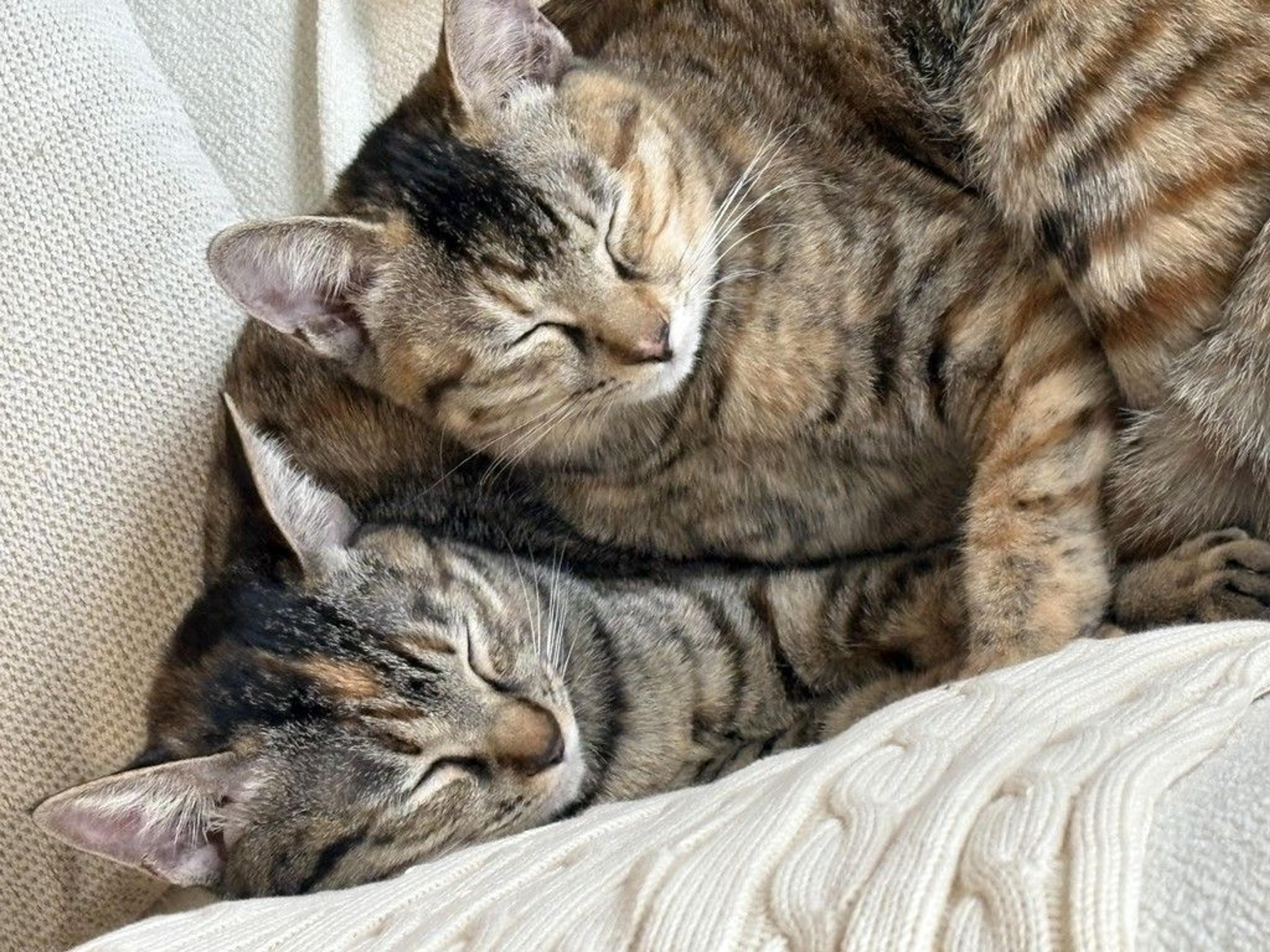 pet-image-4