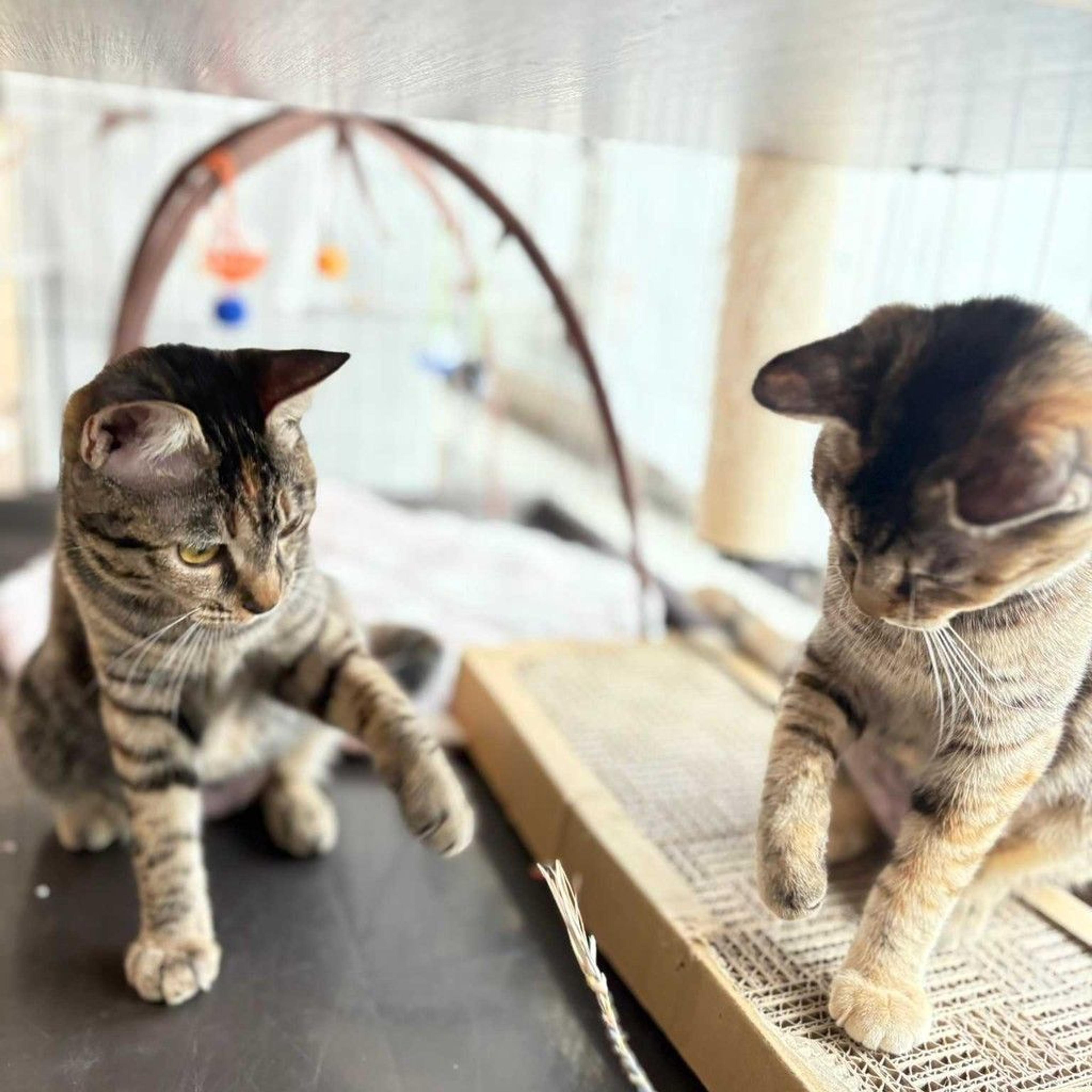 pet-image-5