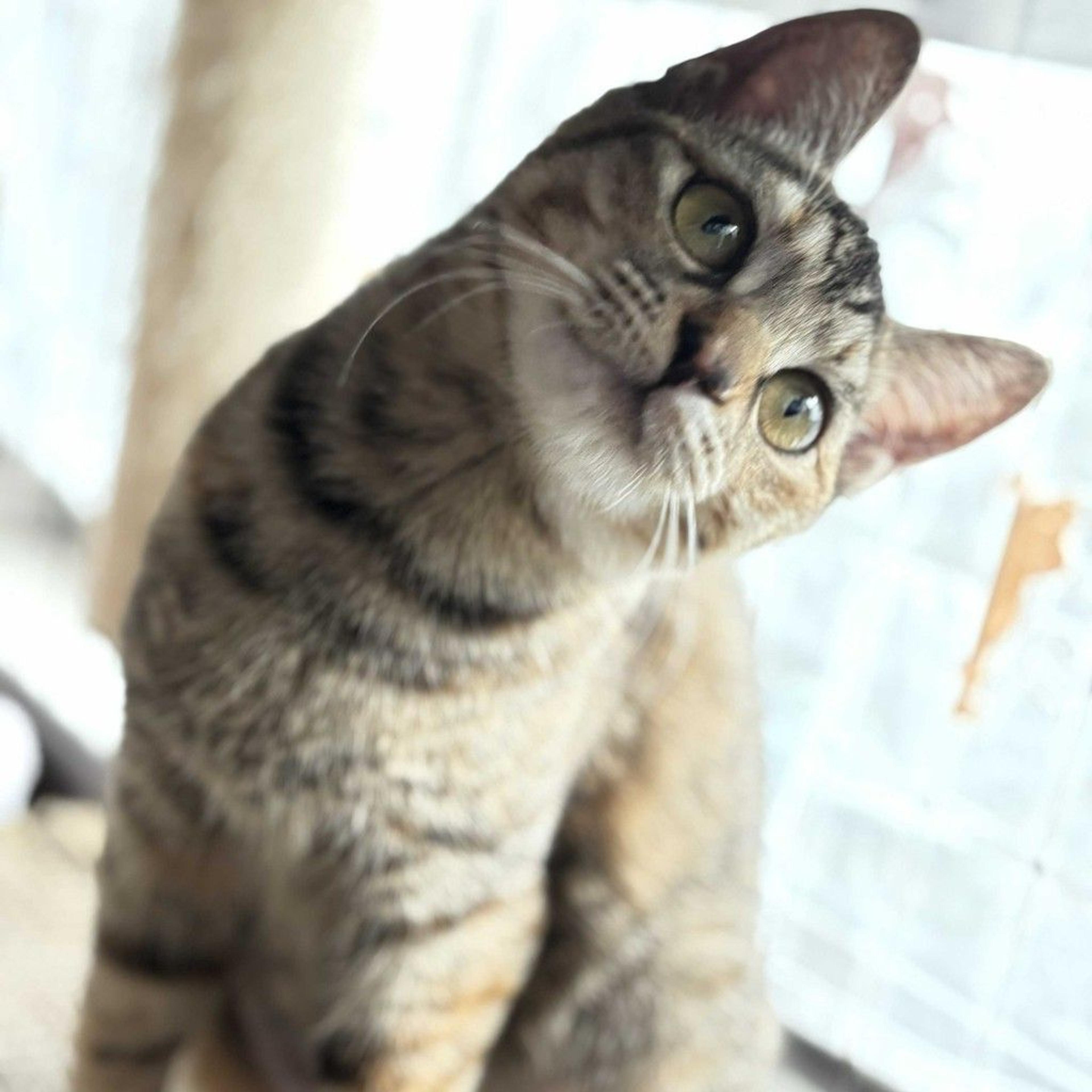 pet-image-6