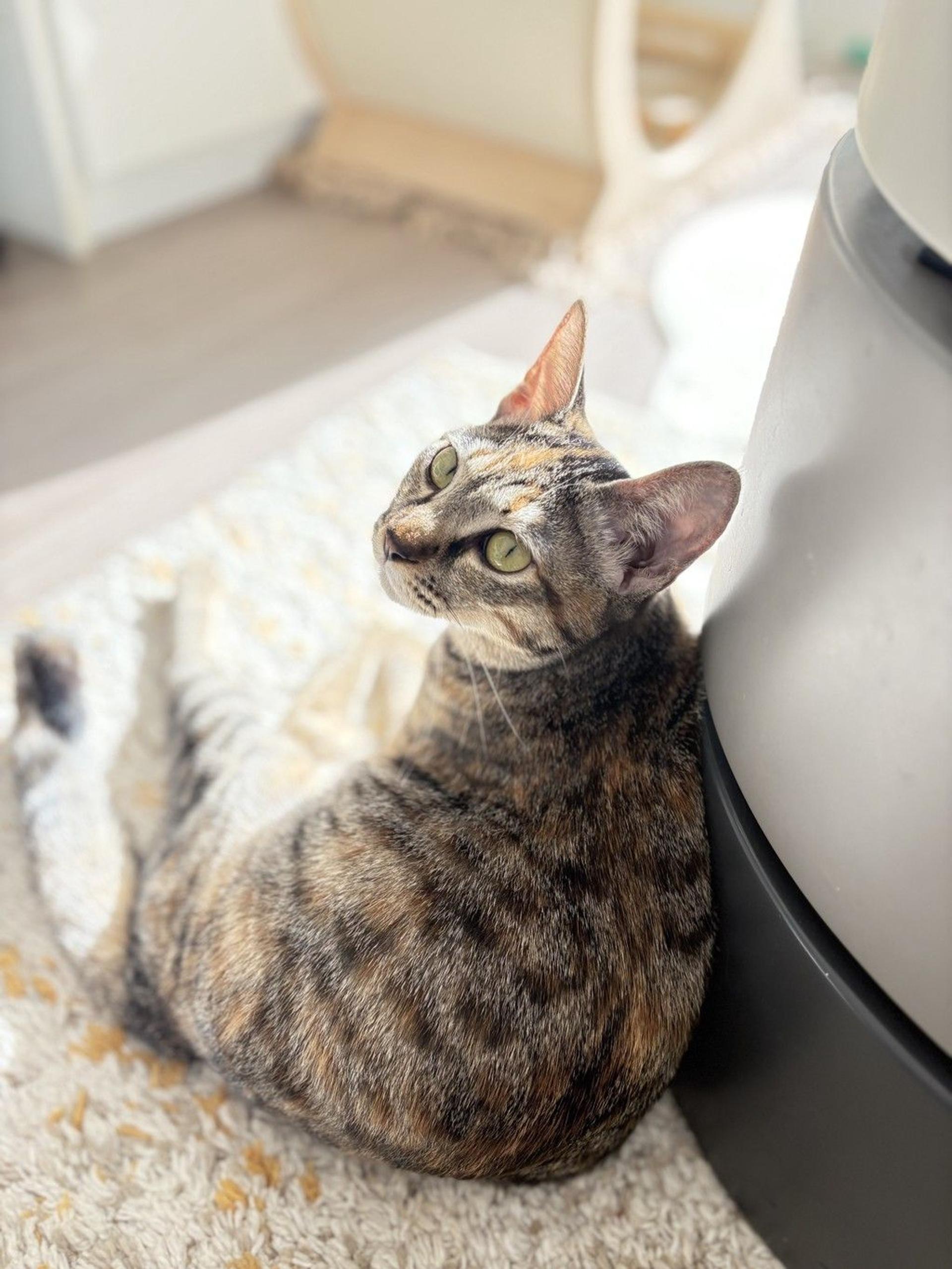 pet-image-7