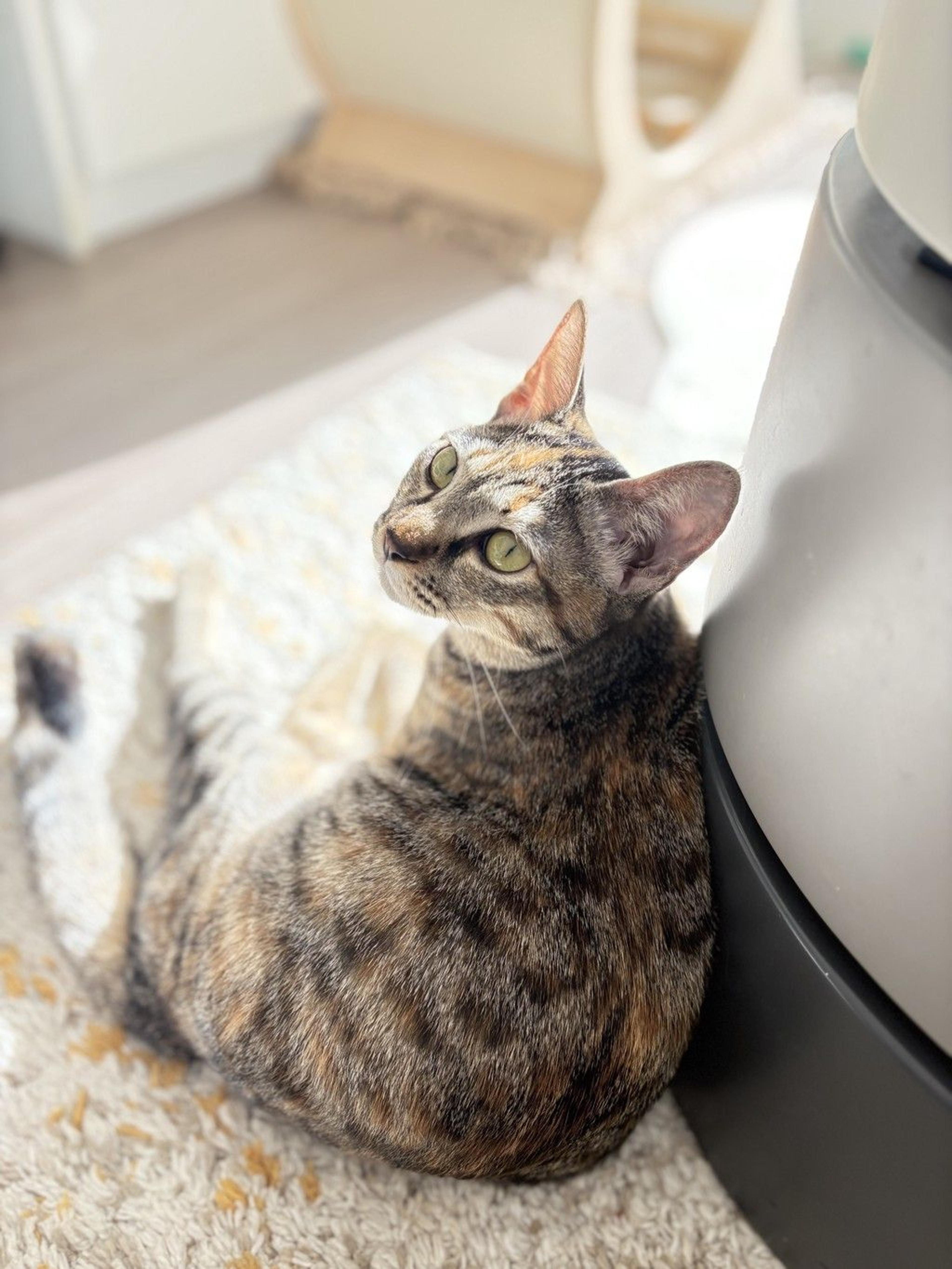 pet-image-7
