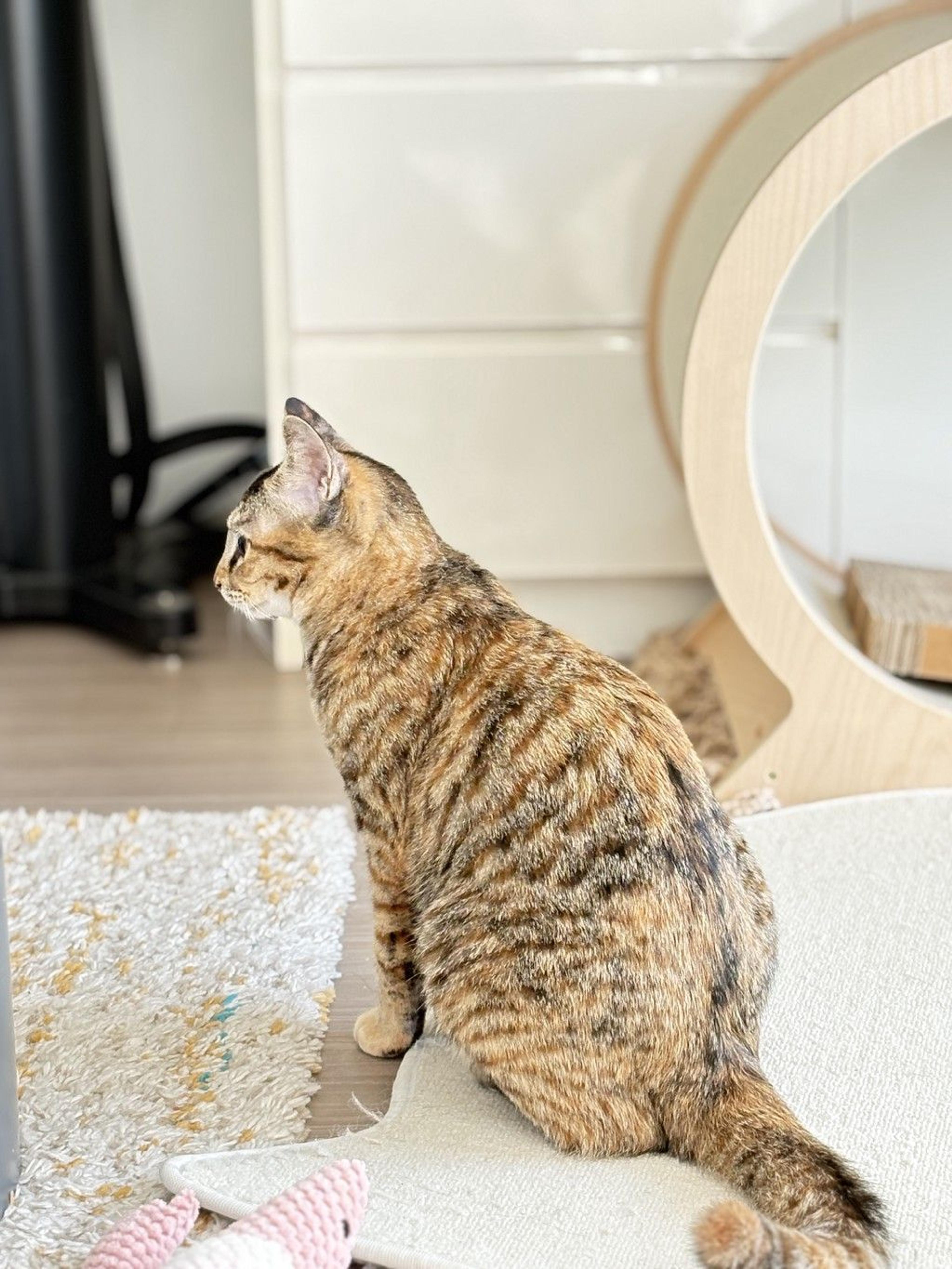 pet-image-8