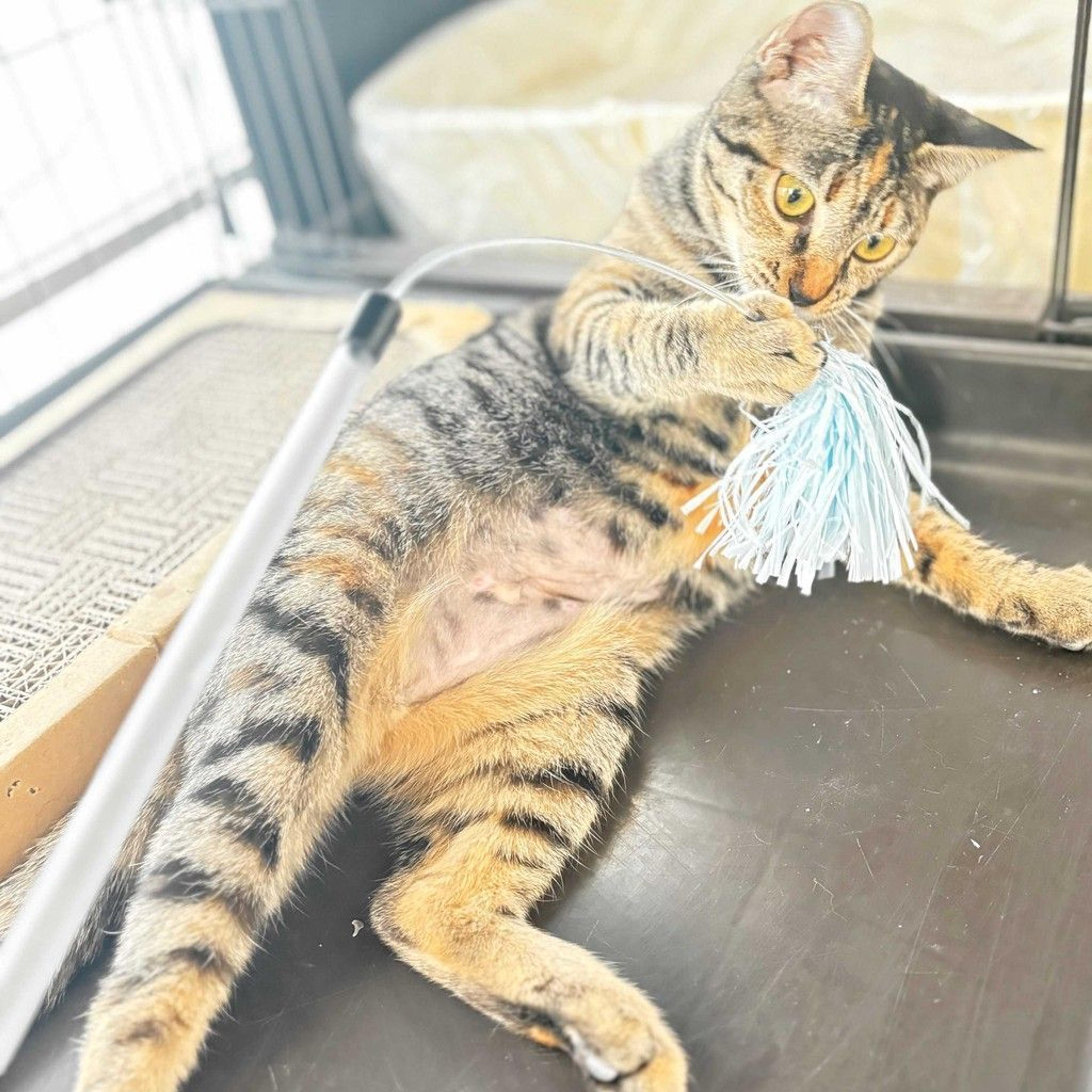 pet-image-9