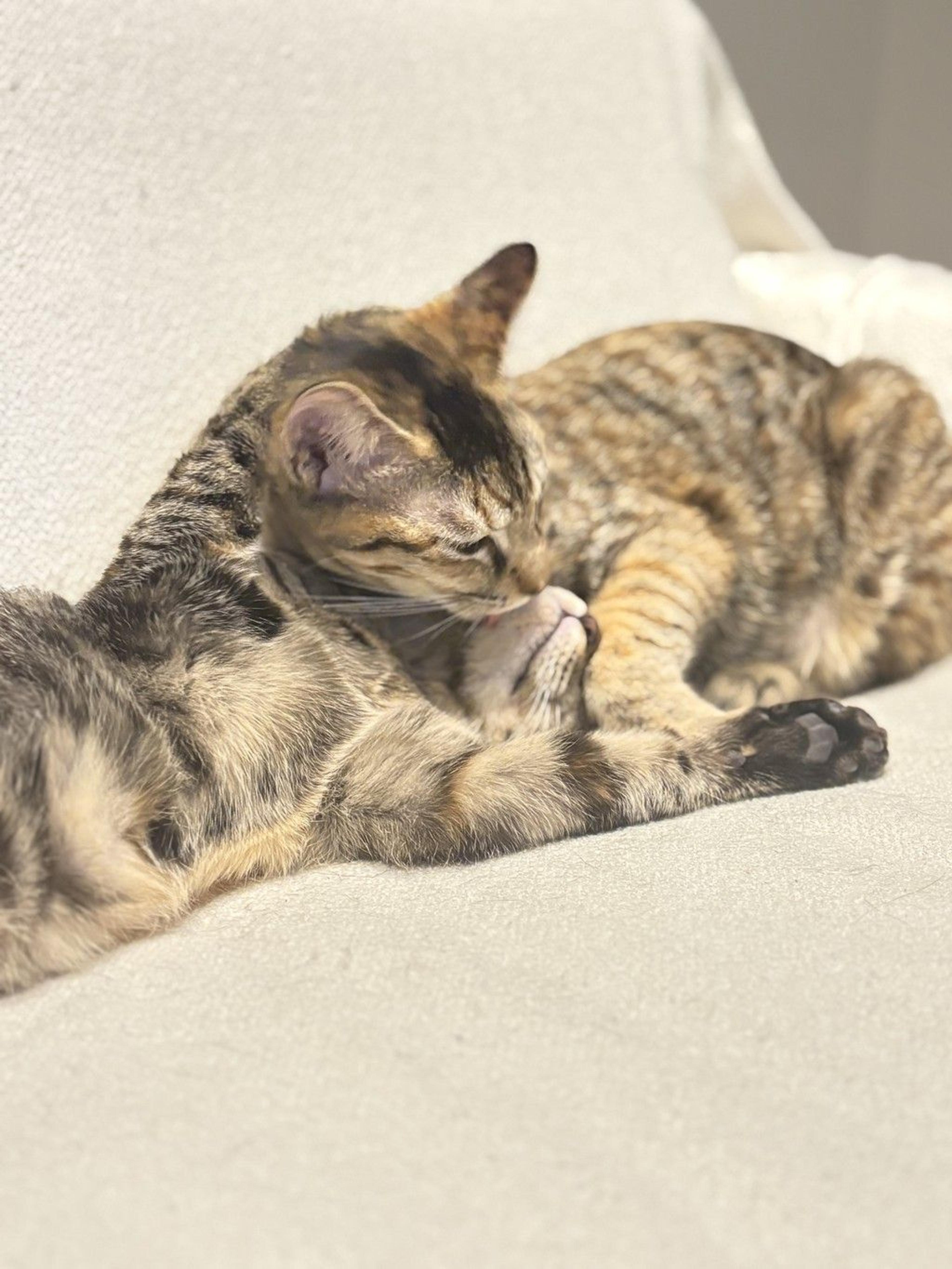 pet-image-10