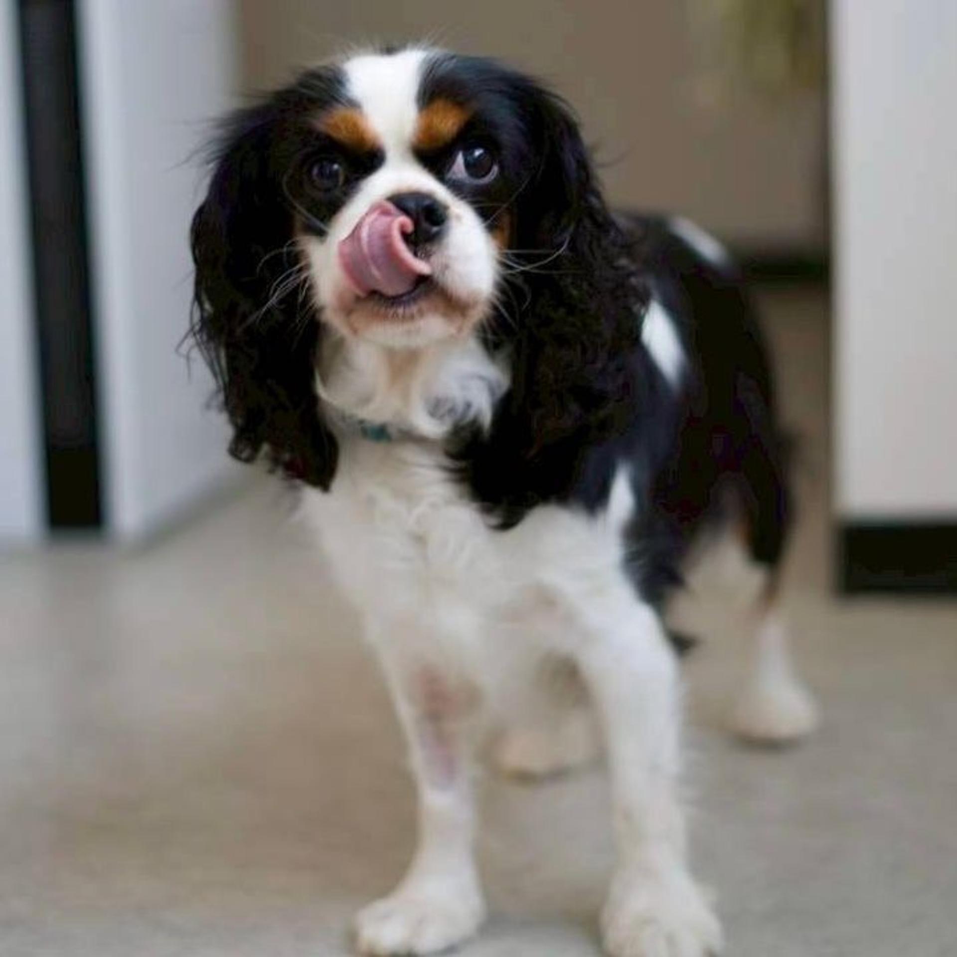 pet-image-4