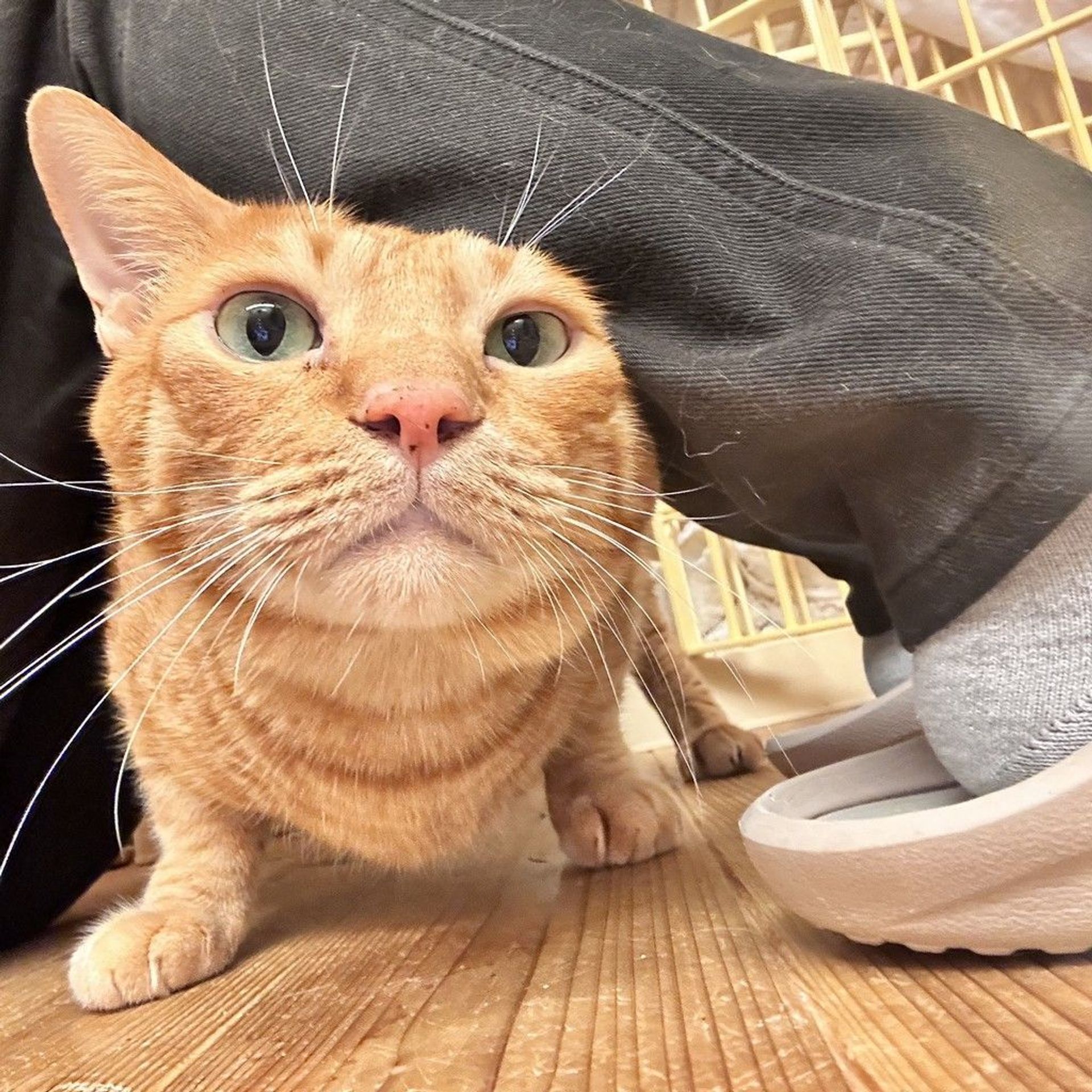 雑種（ミックス猫）・オスの里親募集の写真
