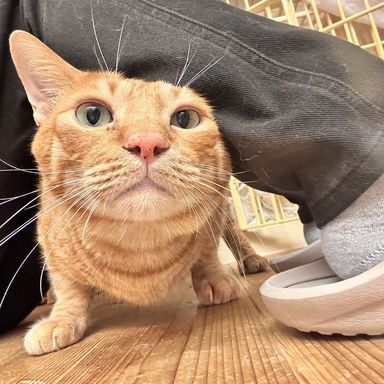 虎次（とらじ）