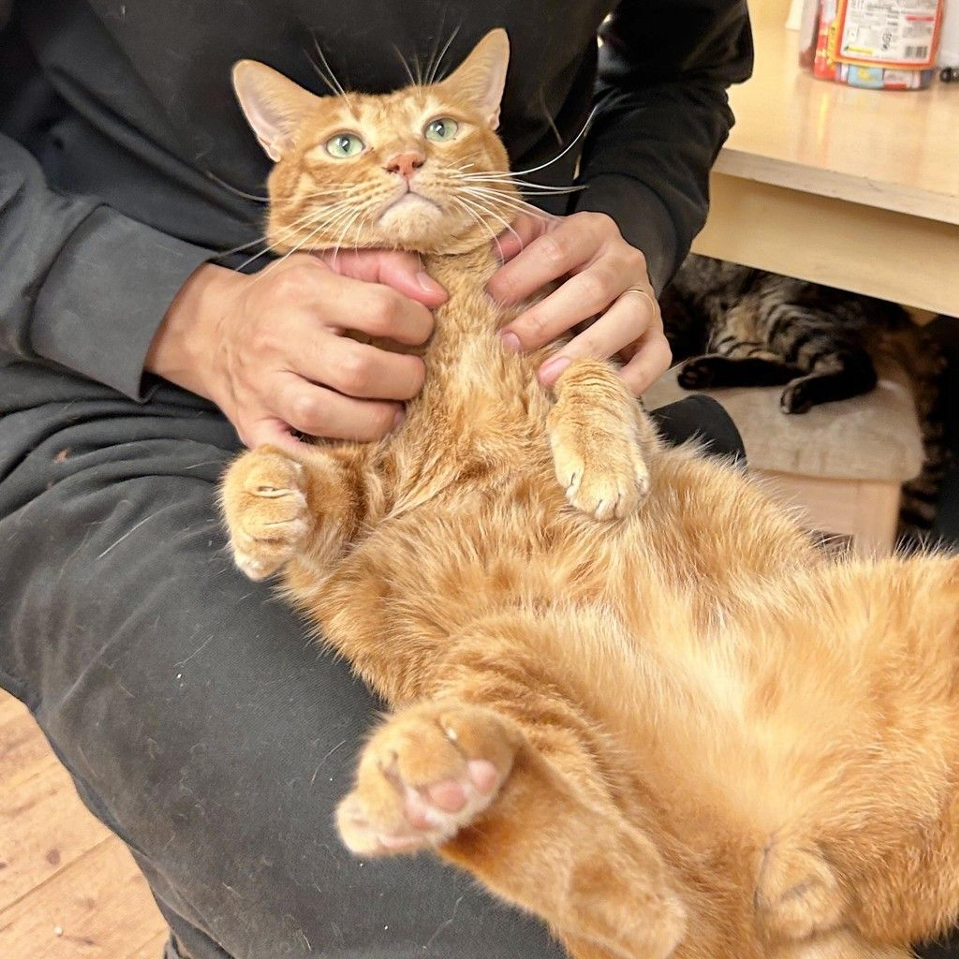 pet-image-2