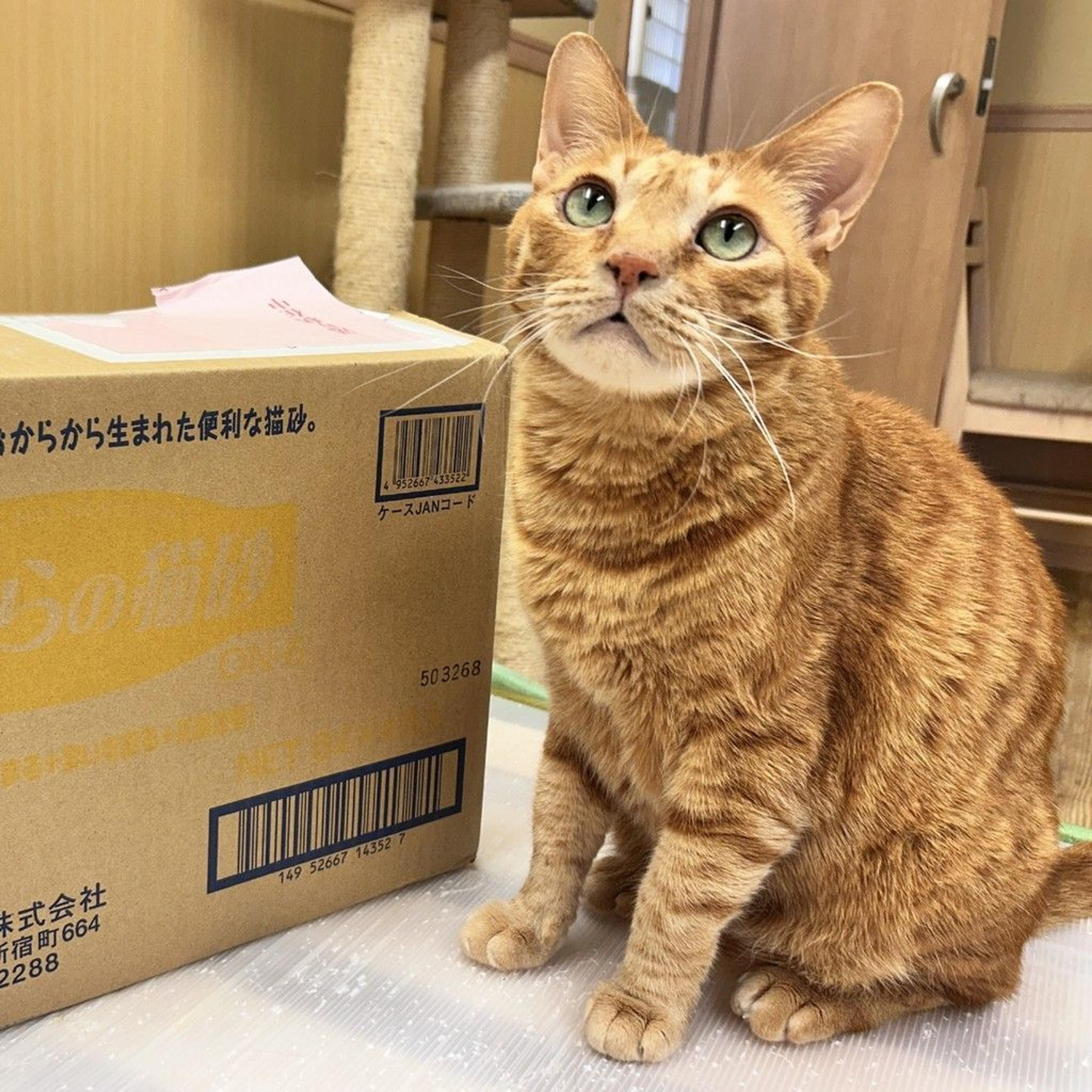pet-image-3