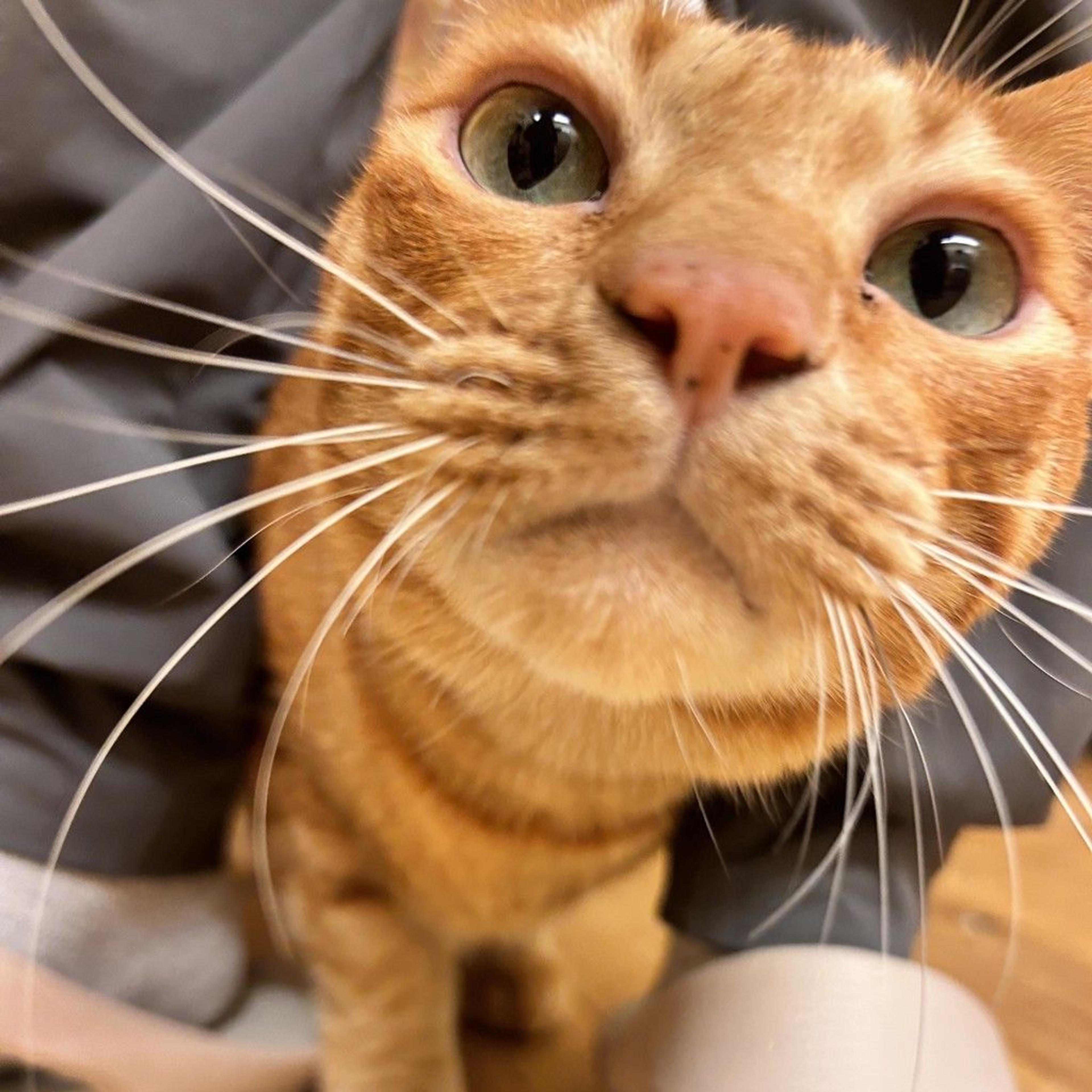 pet-image-4