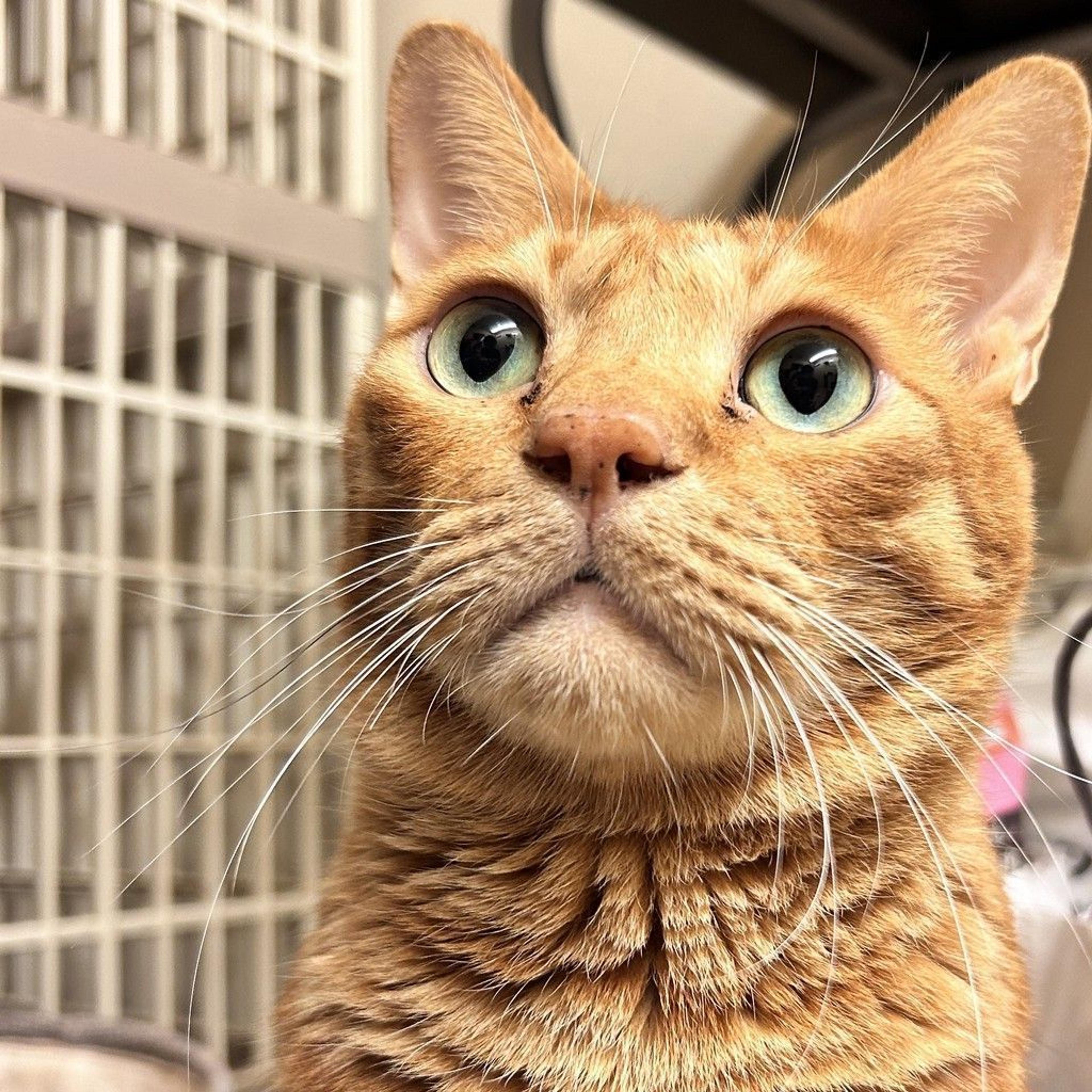 pet-image-5
