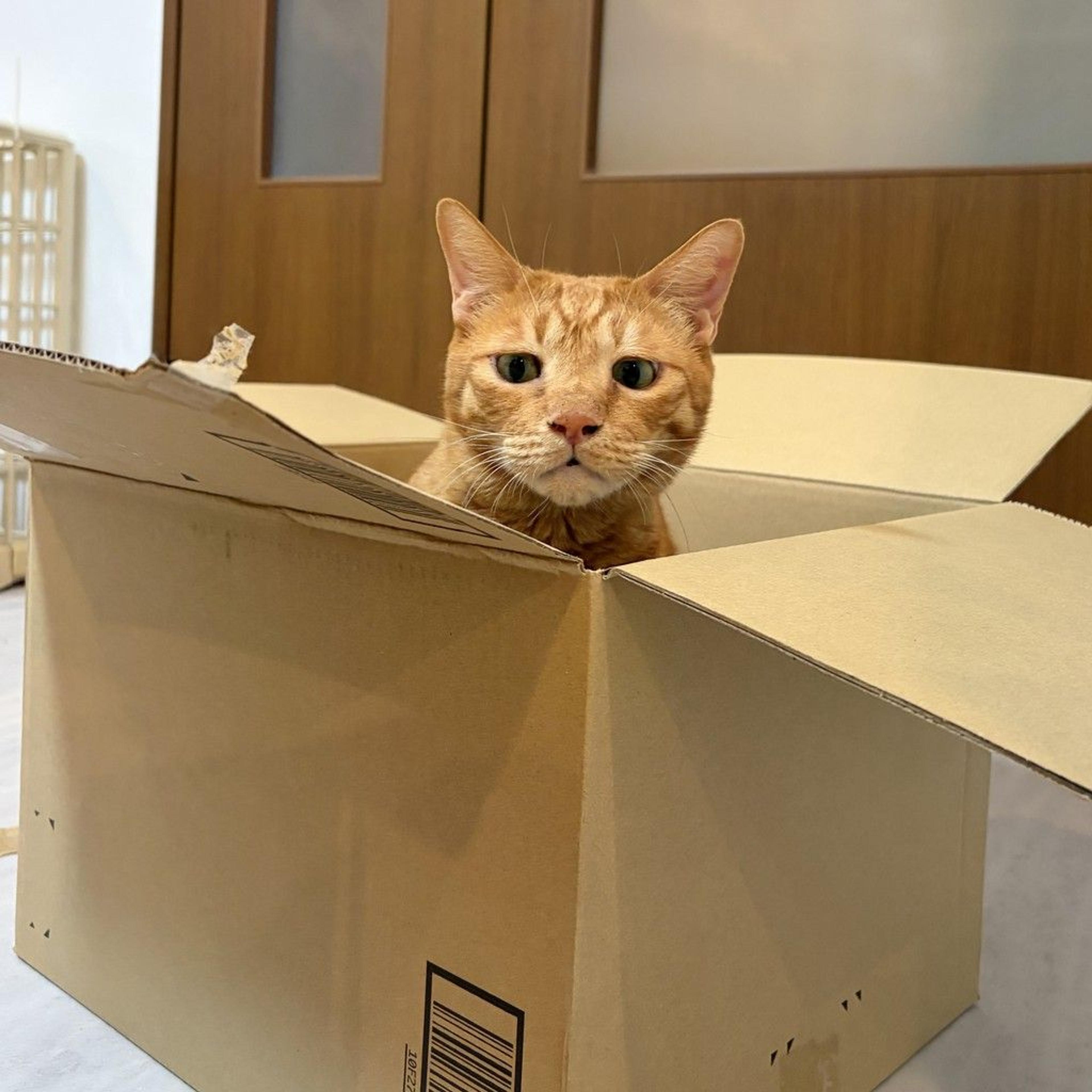 pet-image-7