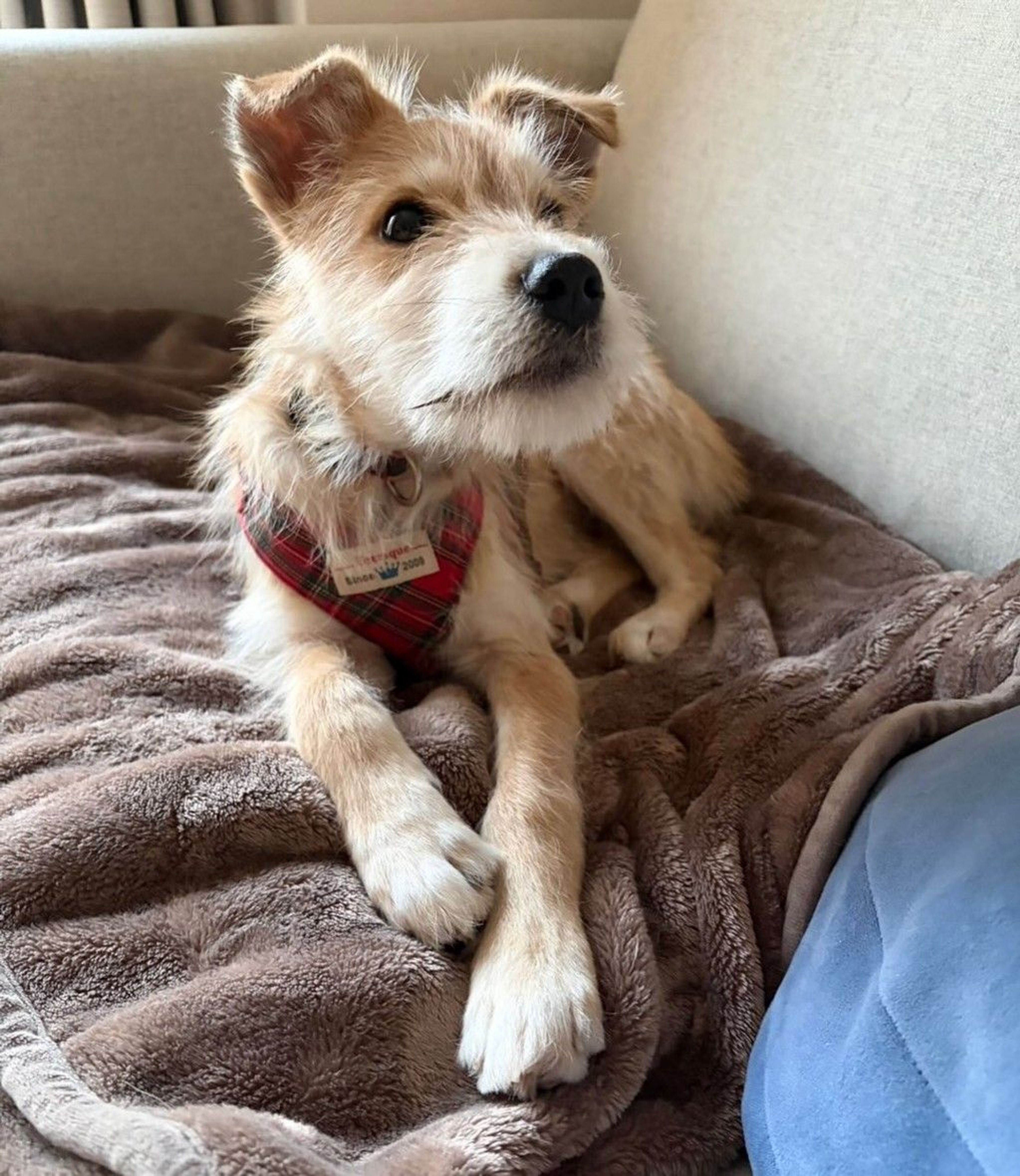 雑種（ミックス犬）・オスの里親募集の写真