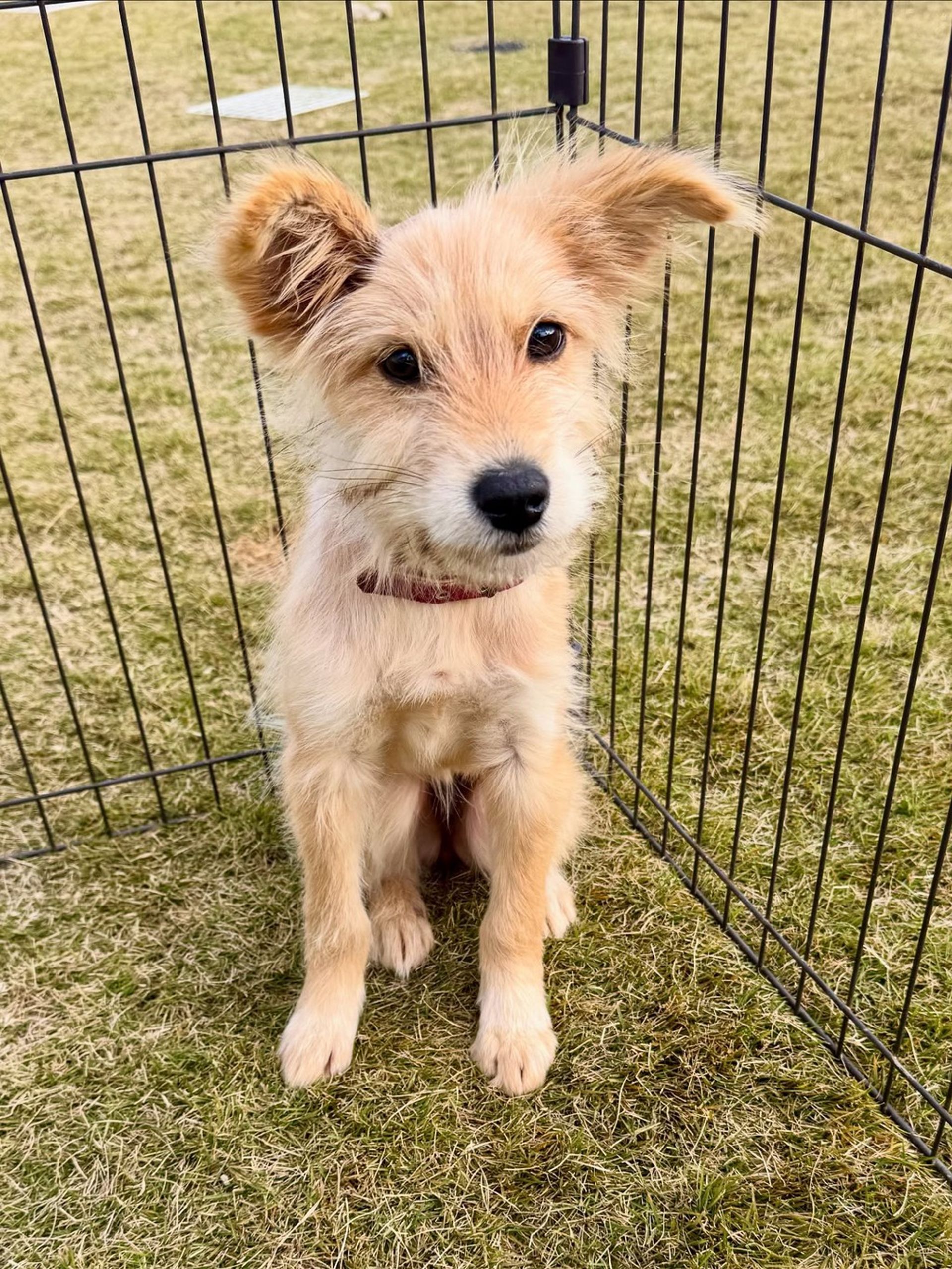 雑種（ミックス犬）・メスの里親募集の写真