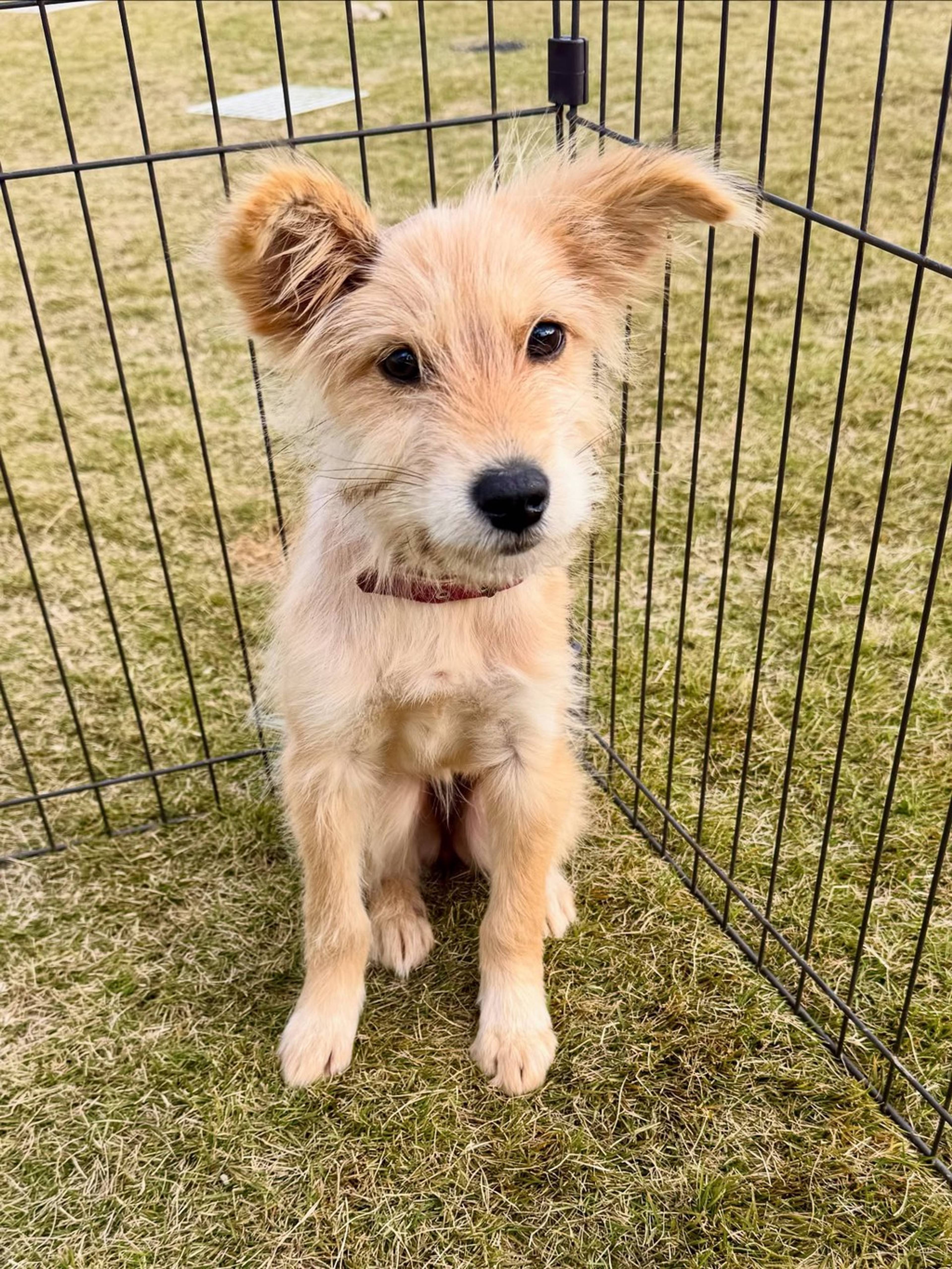 雑種（ミックス犬）・メスの里親募集の写真