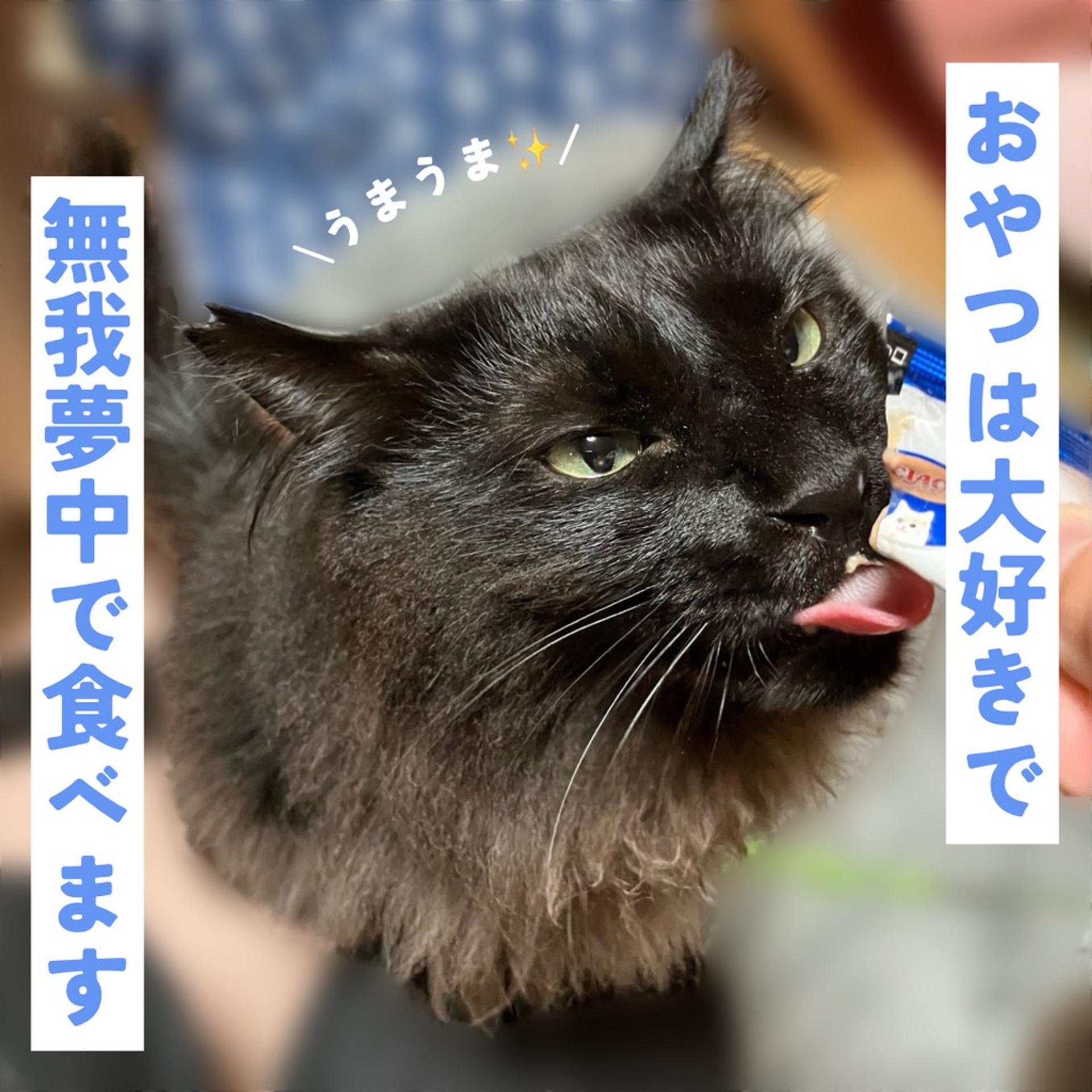 pet-image-4