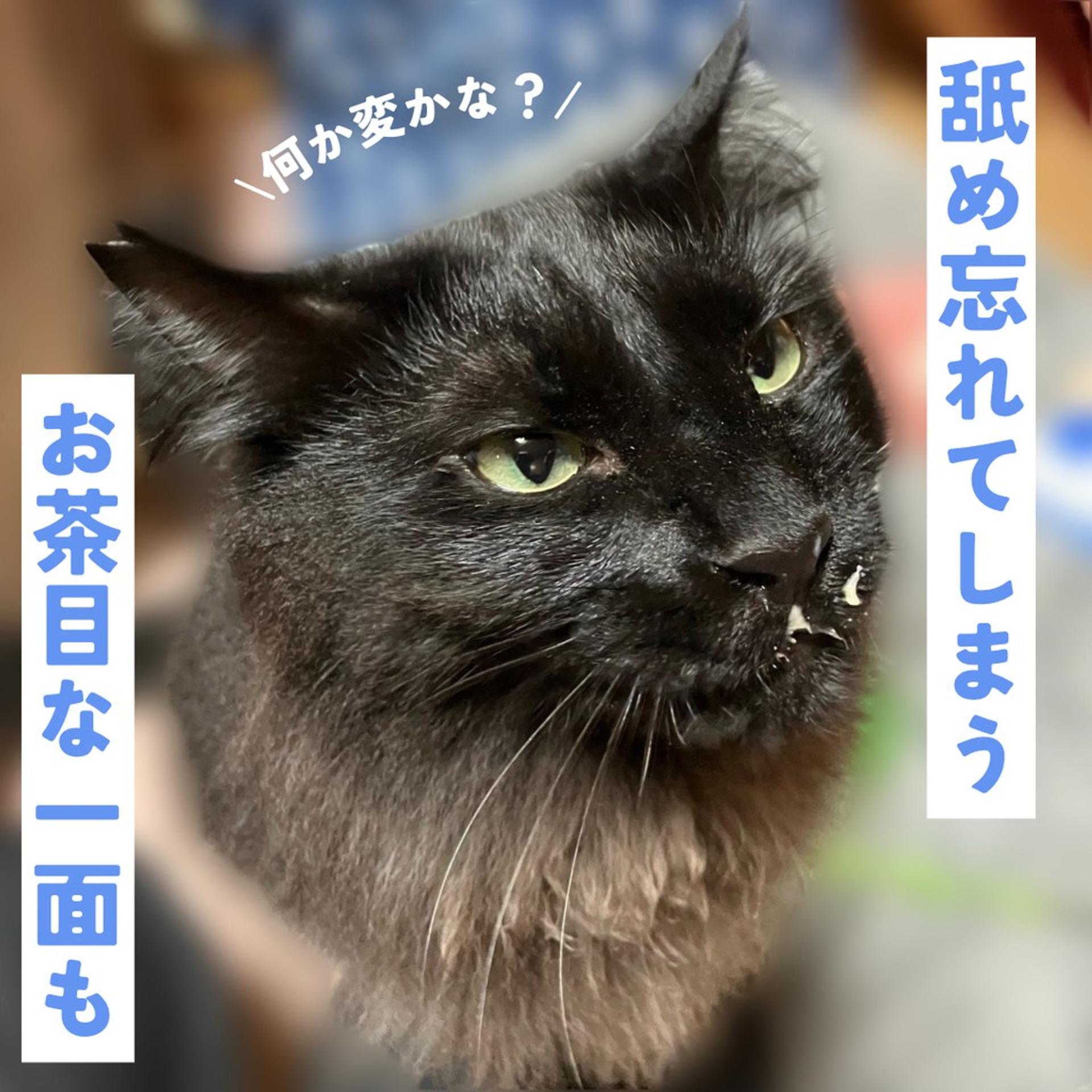 pet-image-5