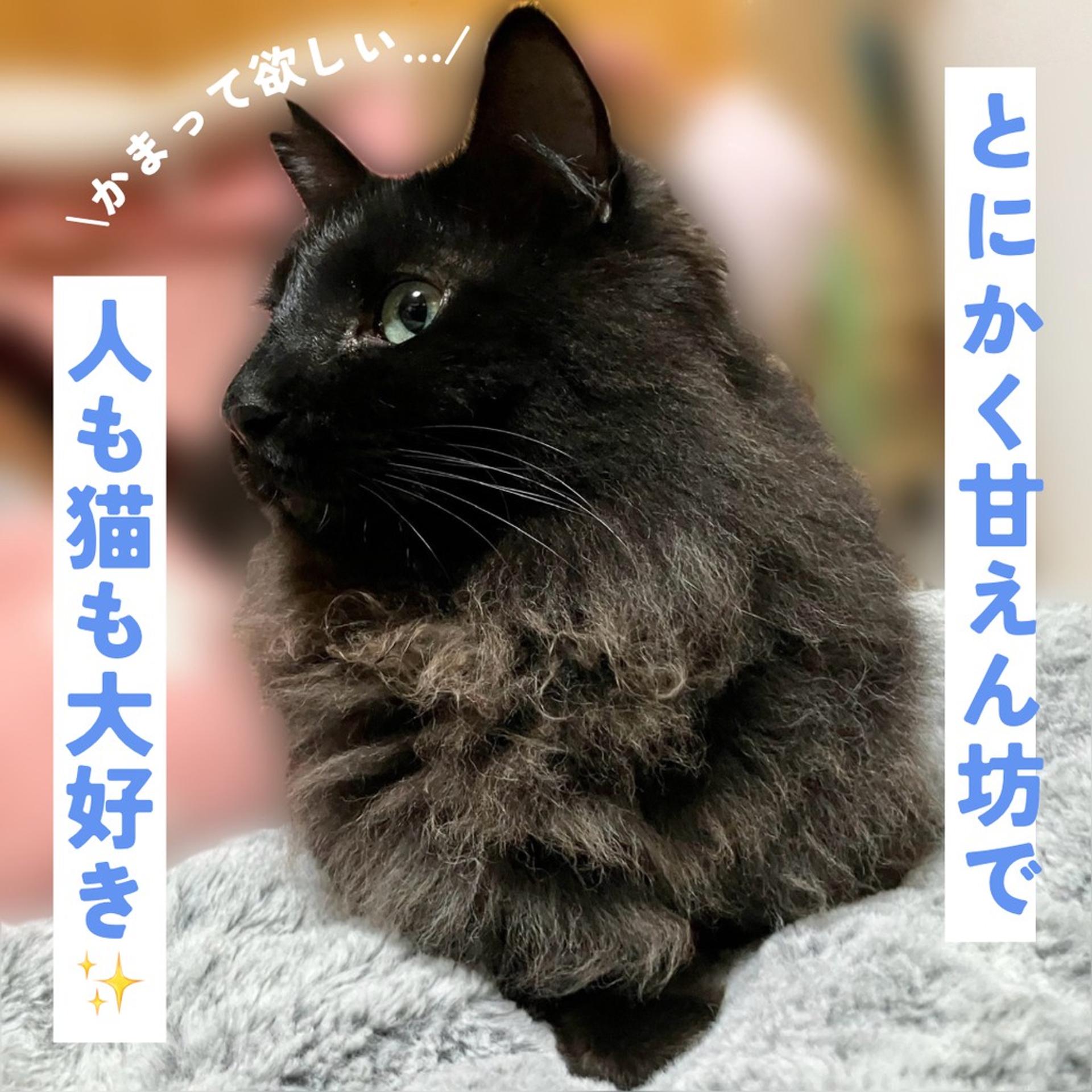 pet-image-6