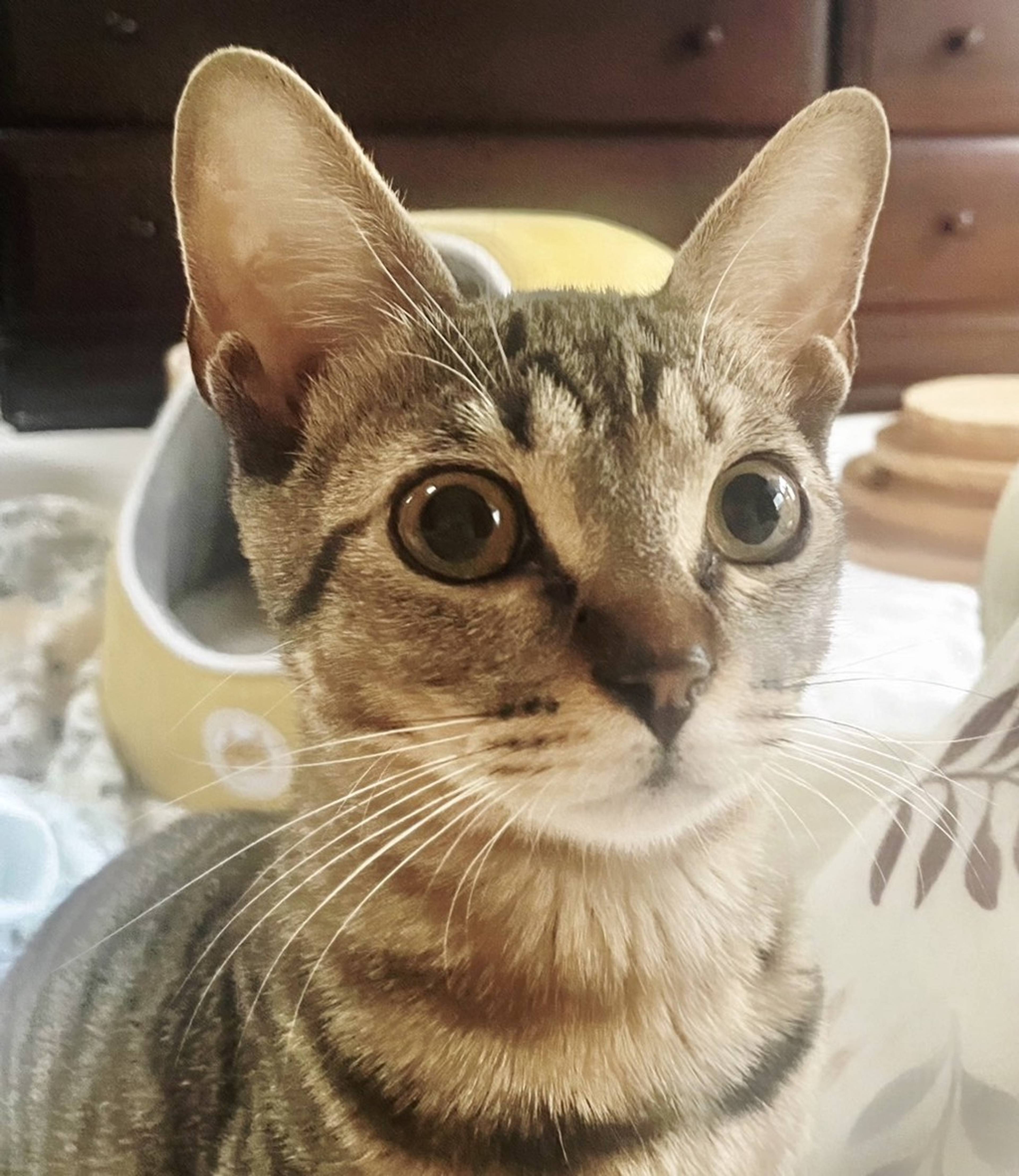 雑種（ミックス猫）・メスの里親募集の写真