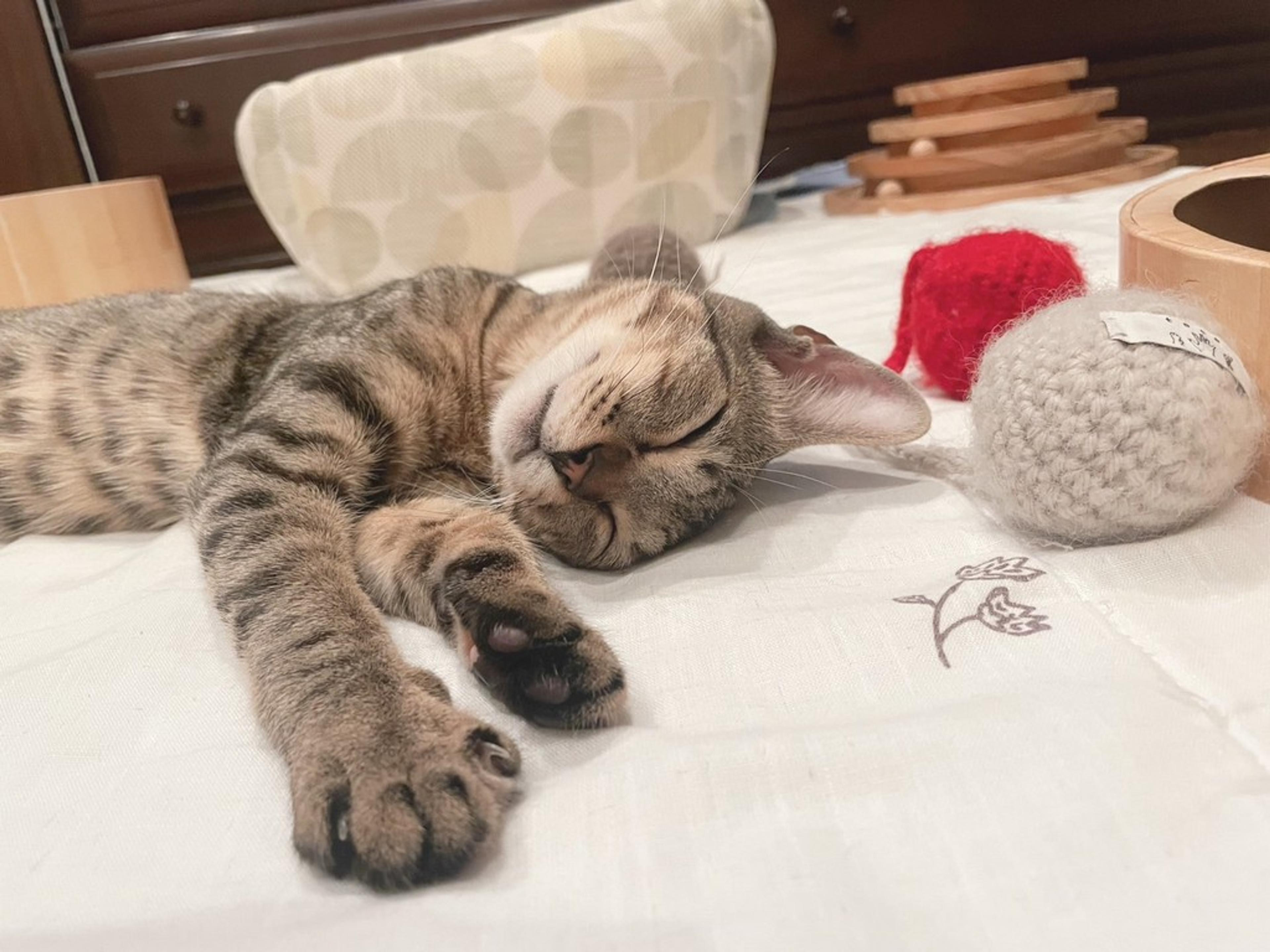 pet-image-2