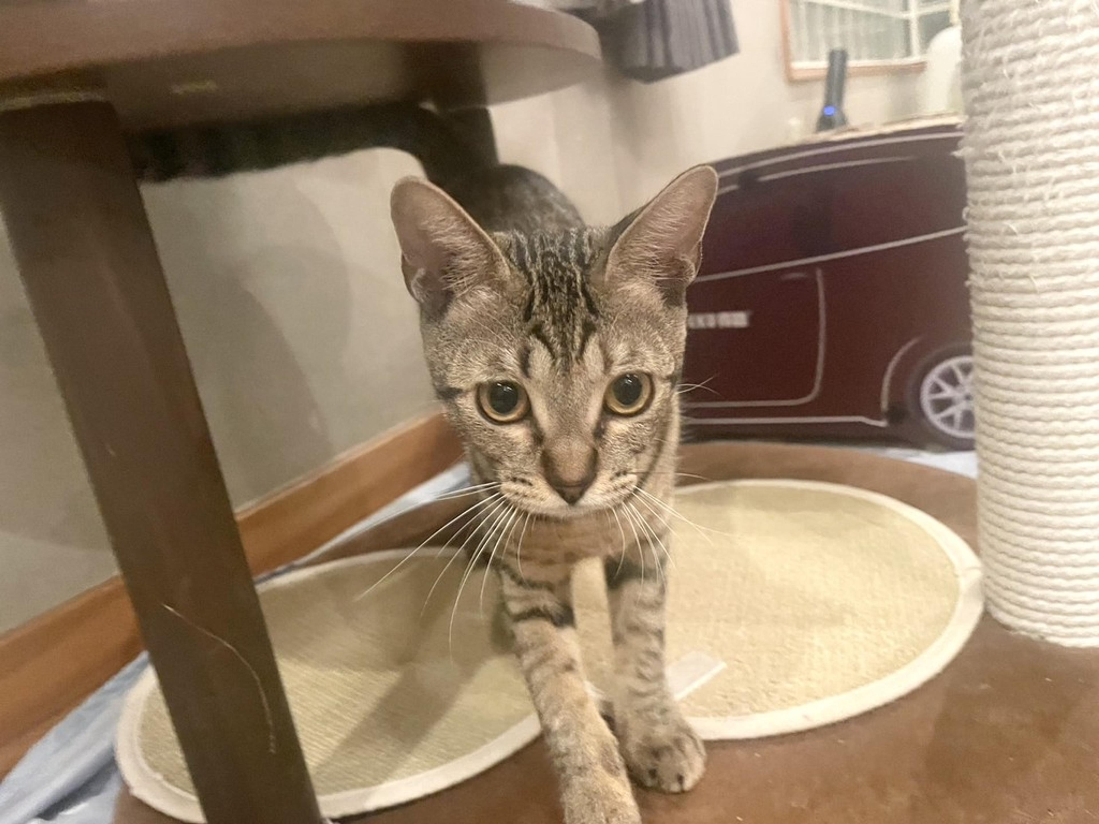 pet-image-3
