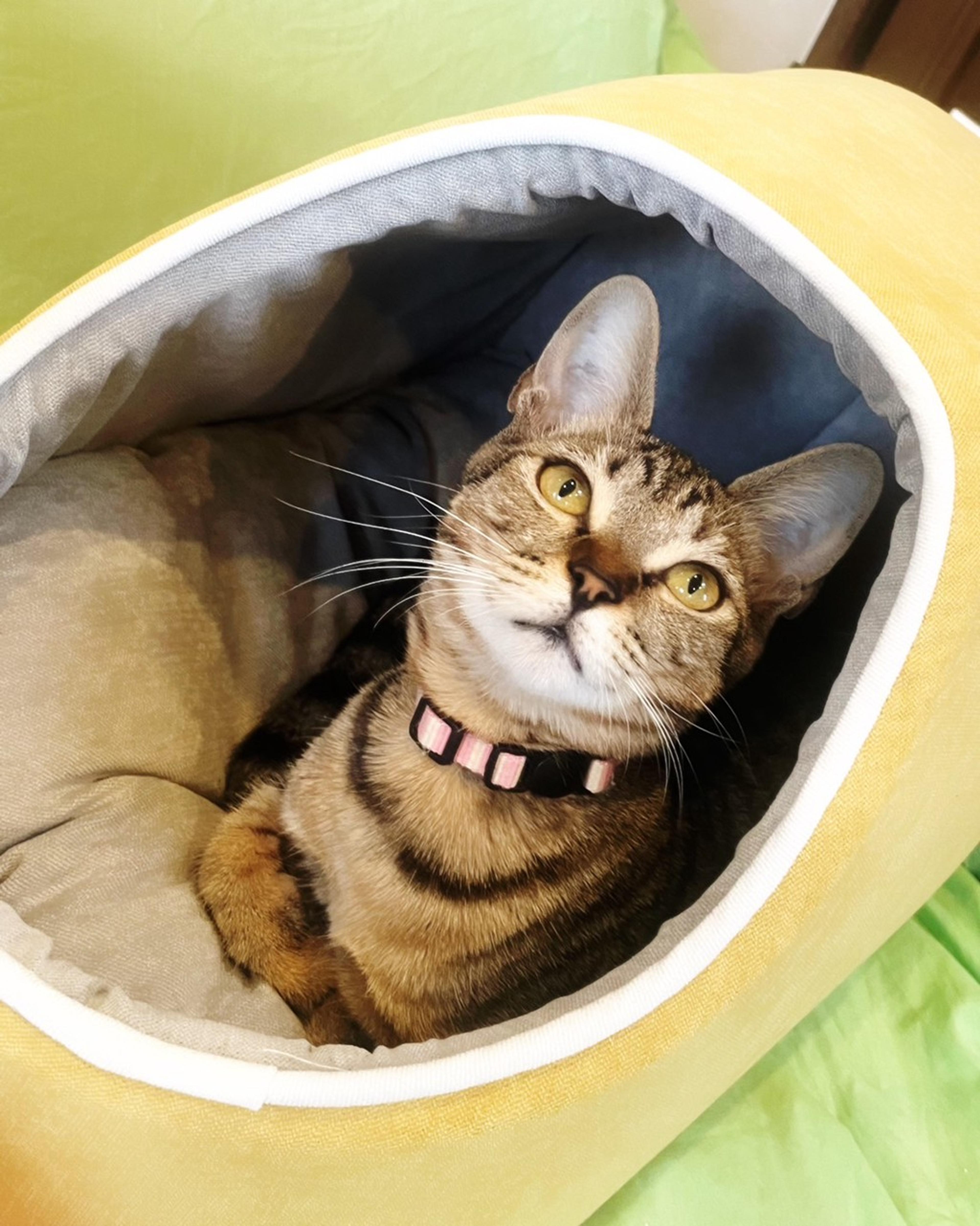 pet-image-4