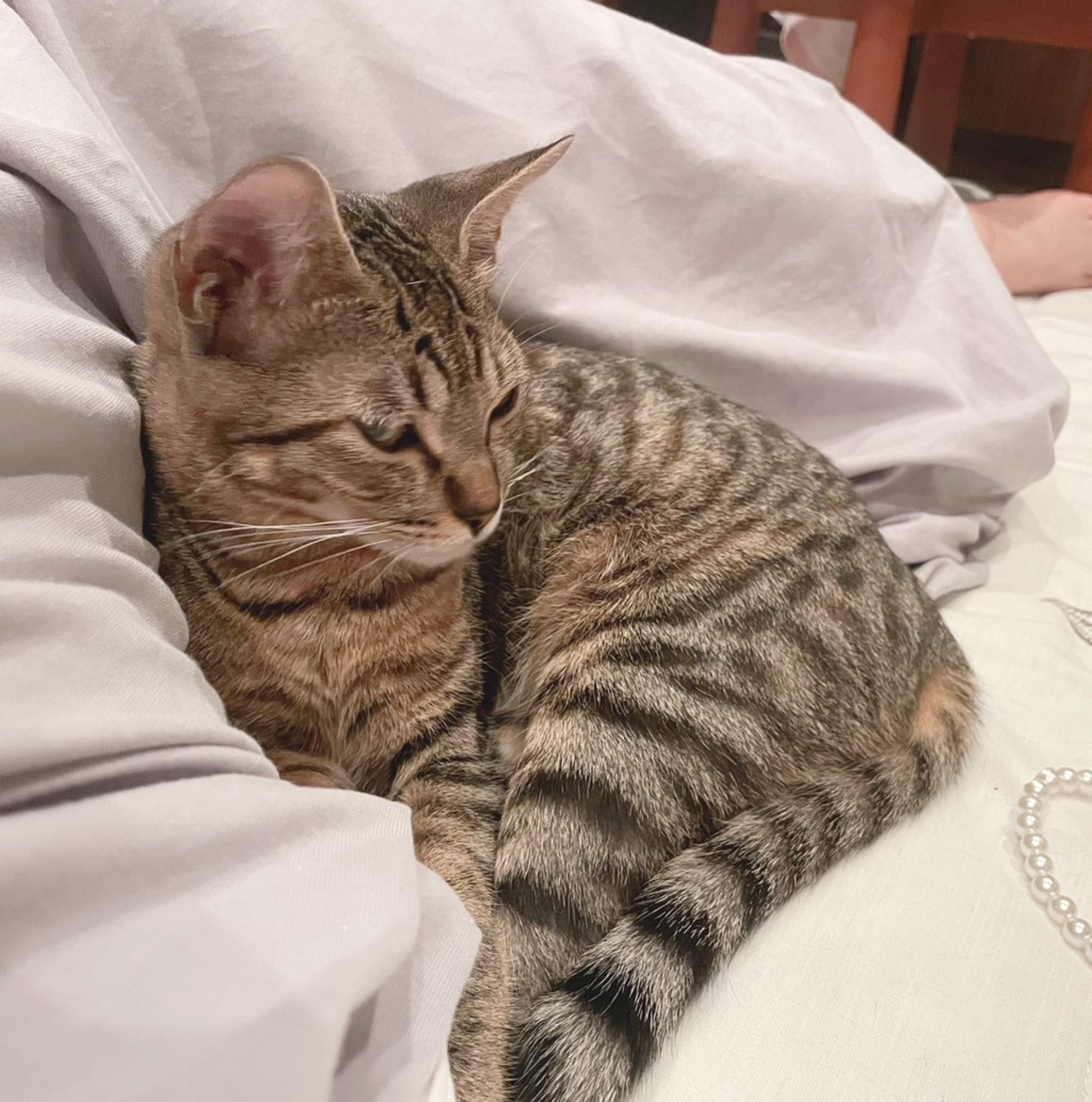 pet-image-5