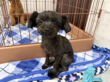 くろみつちゃん